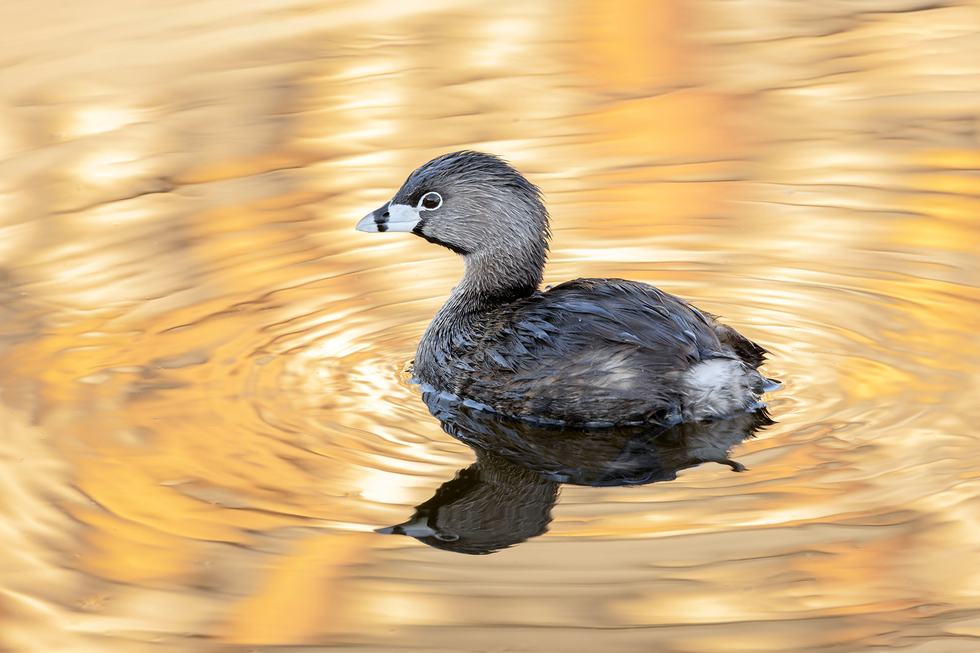 Pied-billed Grebe