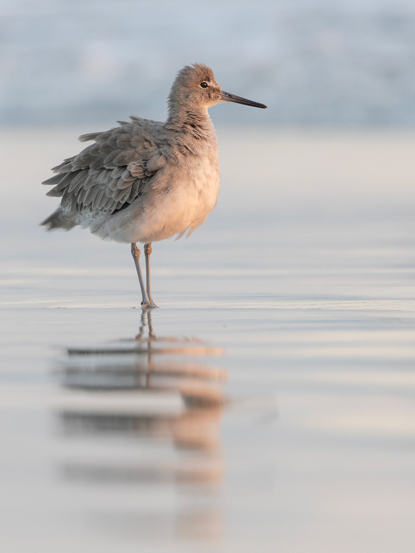 Willet