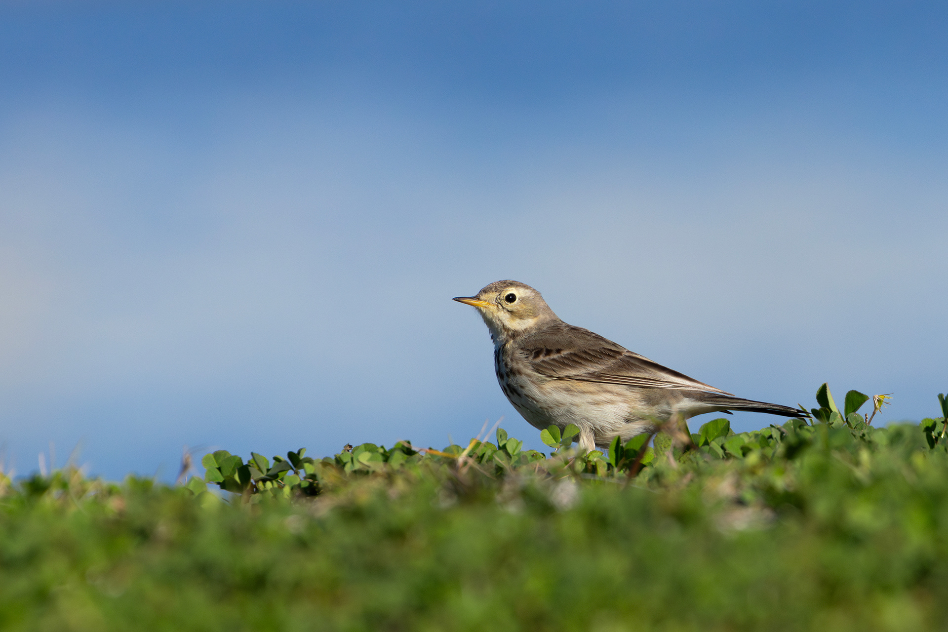 American Pipit