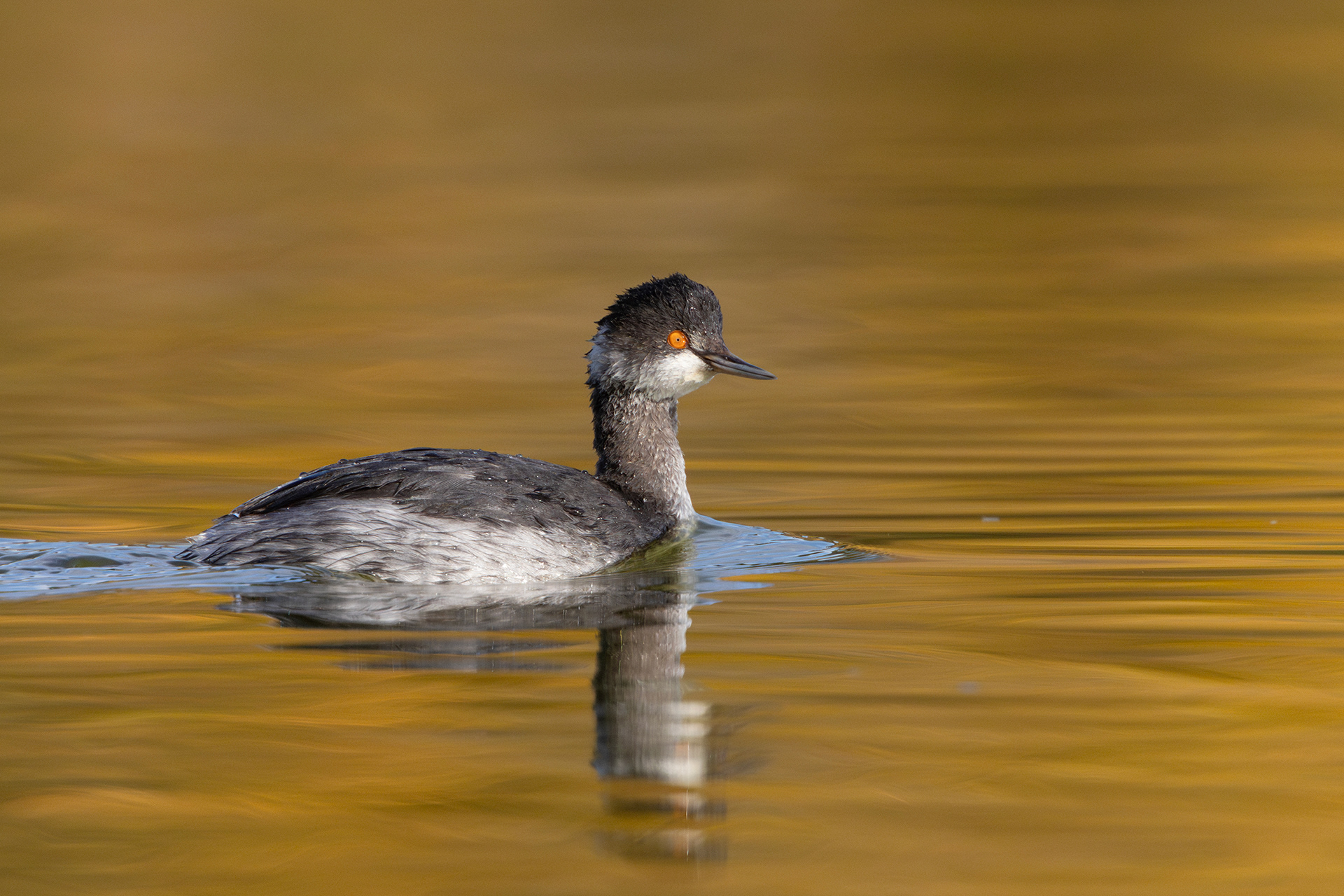 Eared Grebe