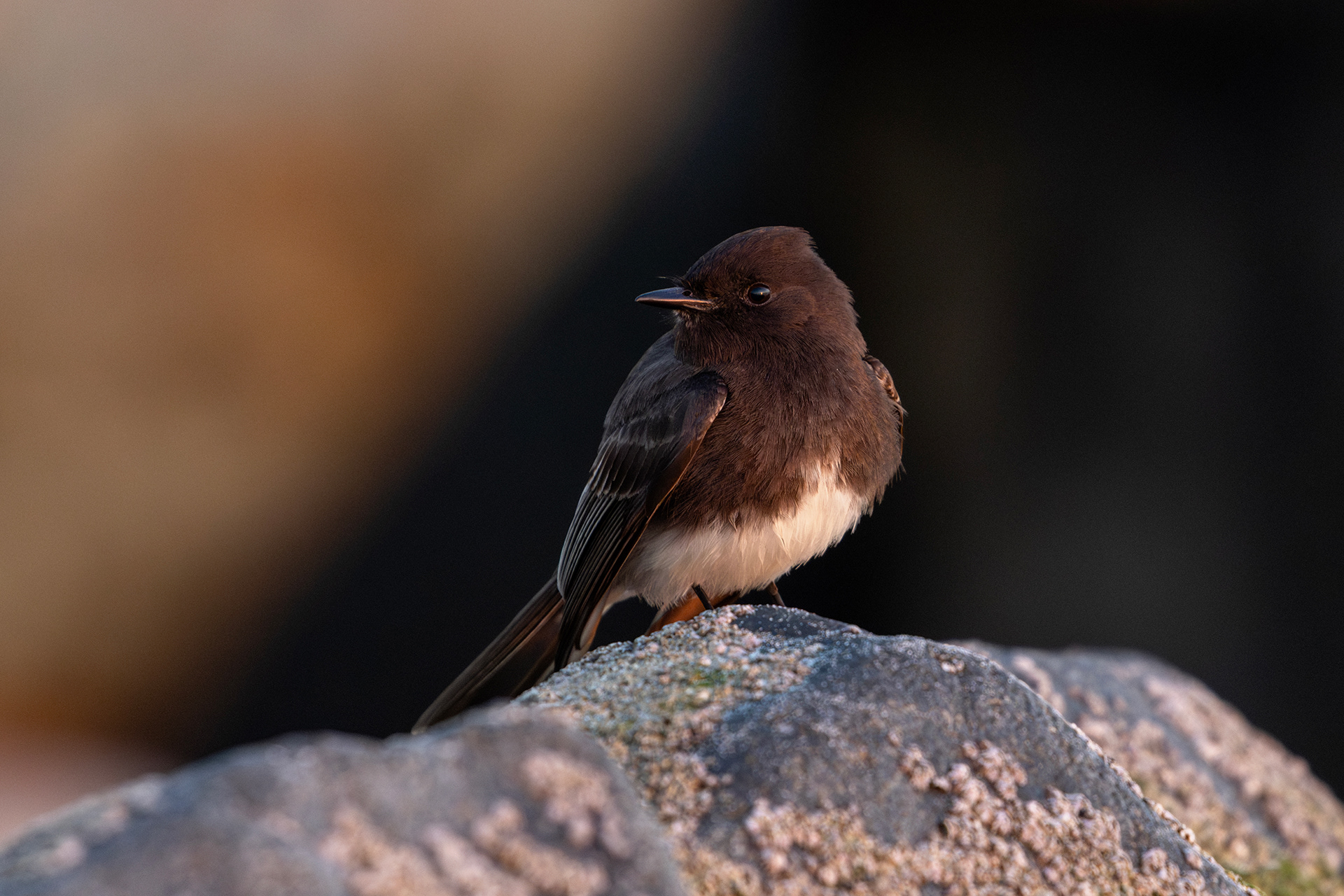 Black Phoebe