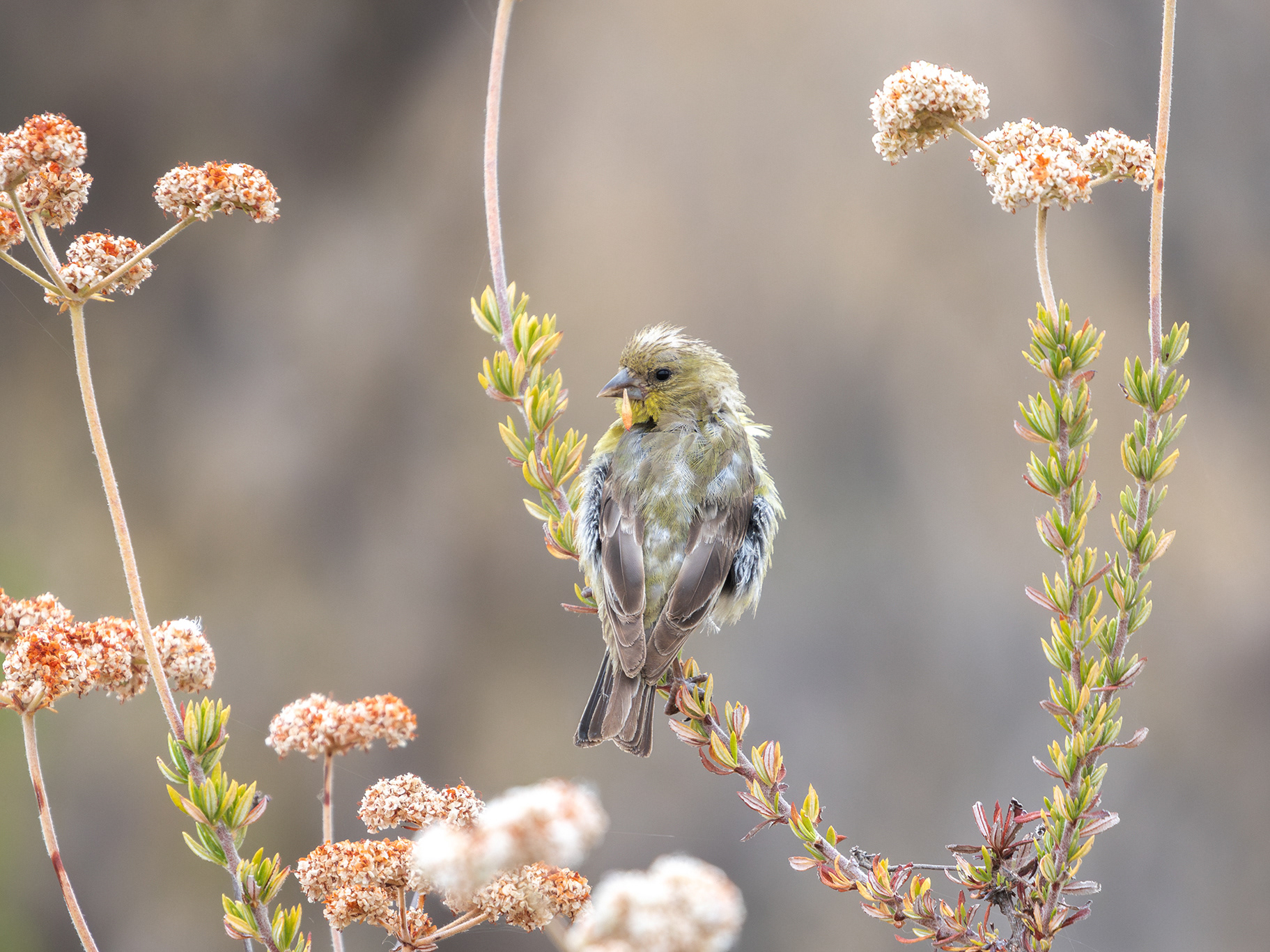 Lesser Goldfinch on California Buckwheat