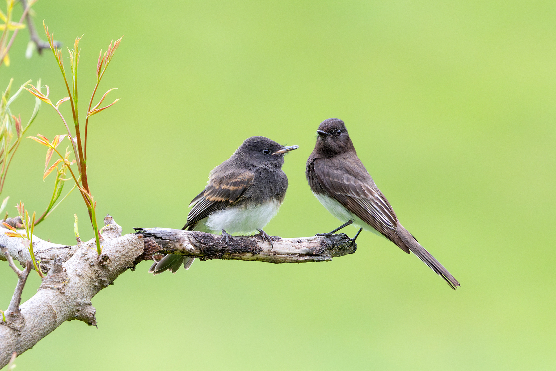 Black Phoebe and Juvenile