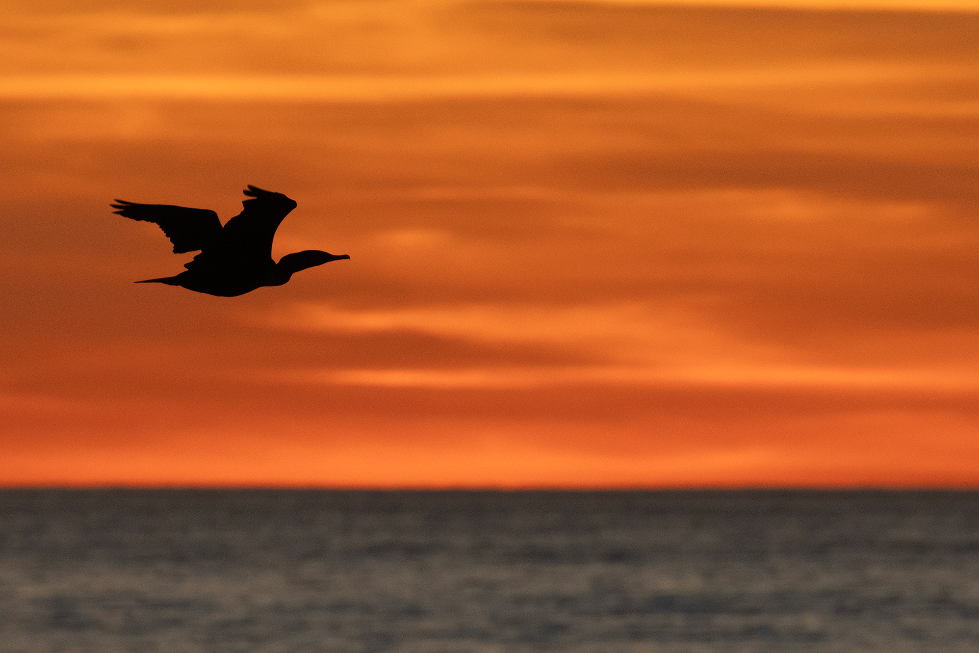 Double-crested Cormorant