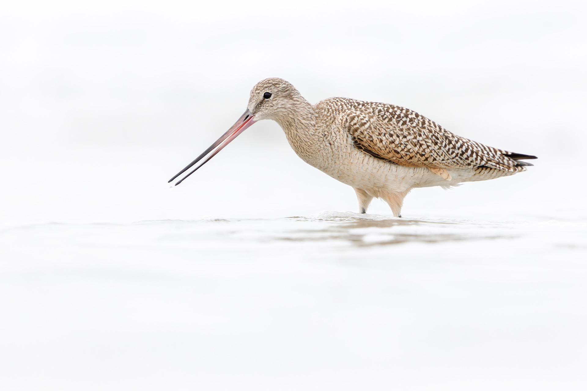 Marbled Godwit