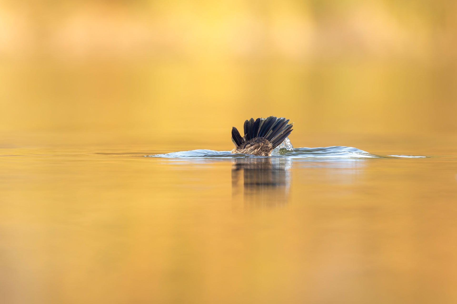 Ruddy Duck