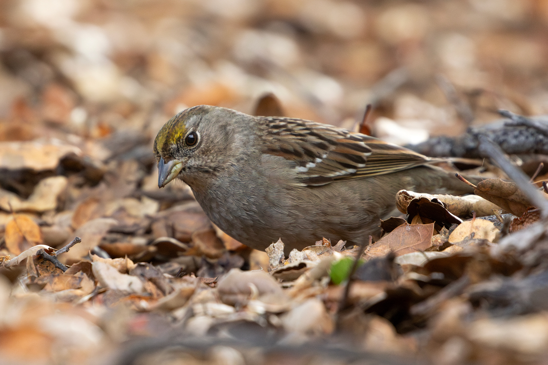 Golden-crowned Sparrow