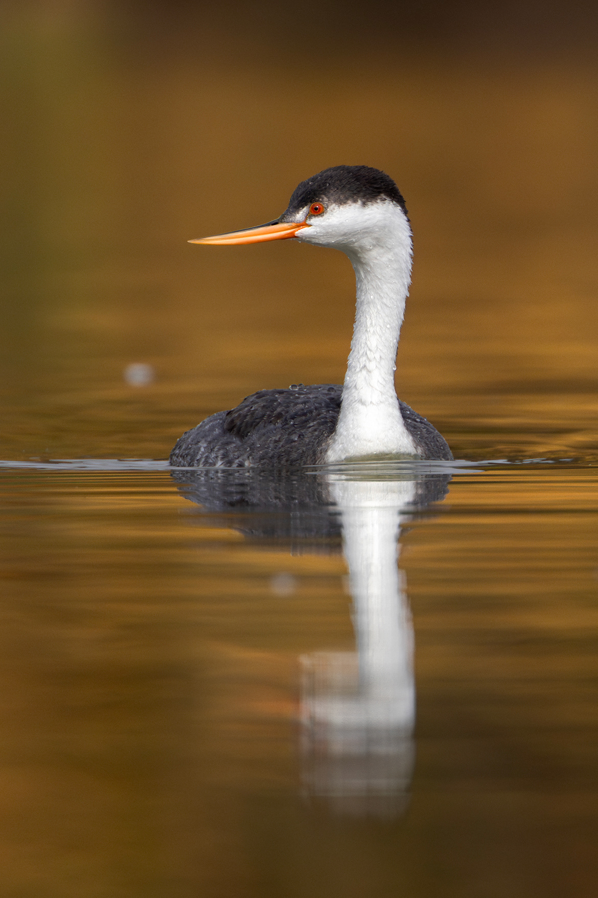 Clark's Grebe