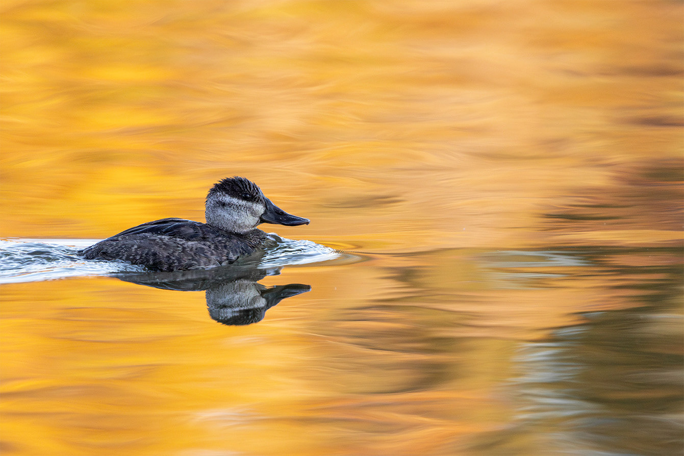 Ruddy Duck