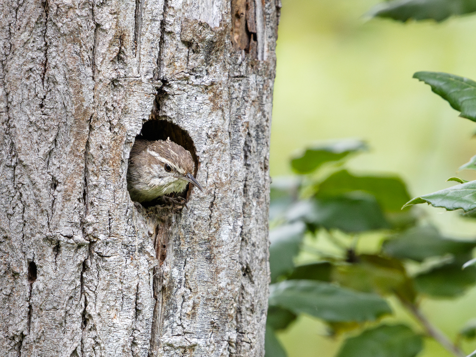 Bewick's Wren