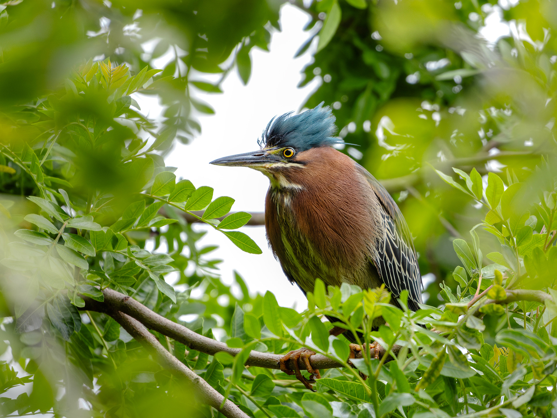 Green Heron