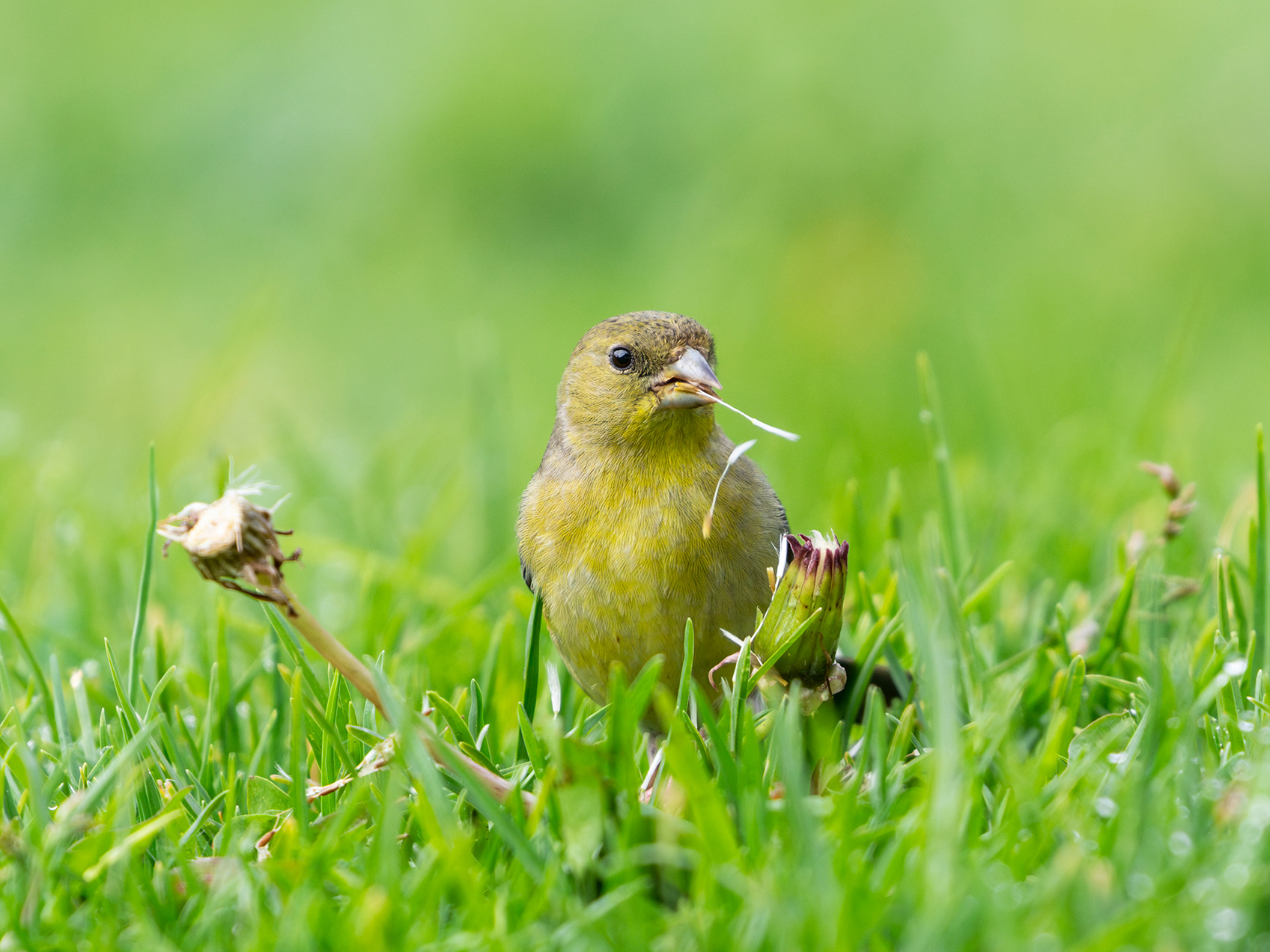 Lesser Goldfinch