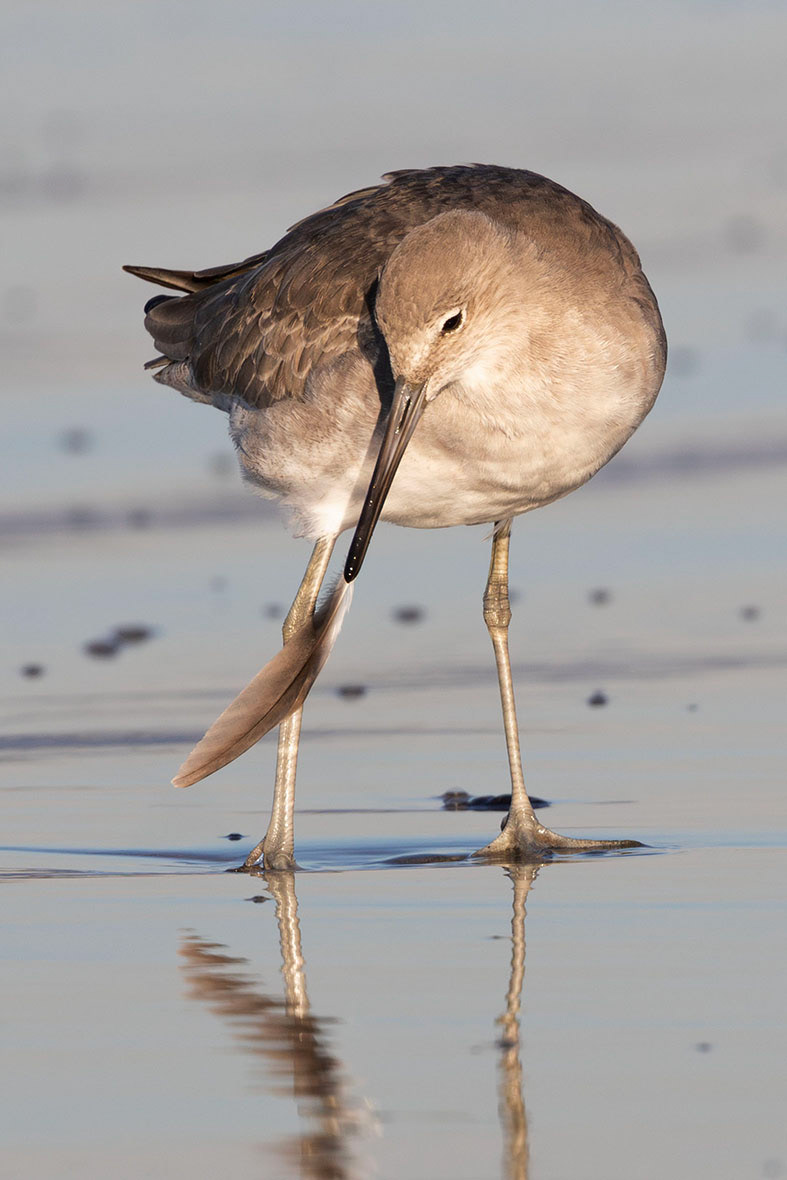 Willet
