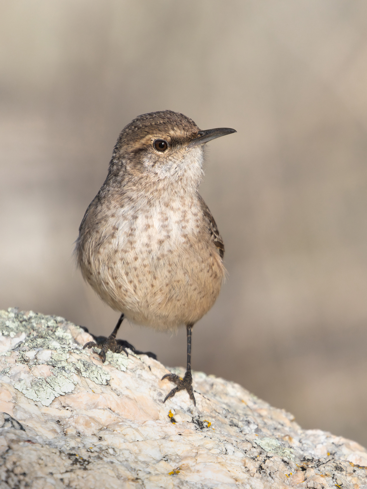 Rock Wren