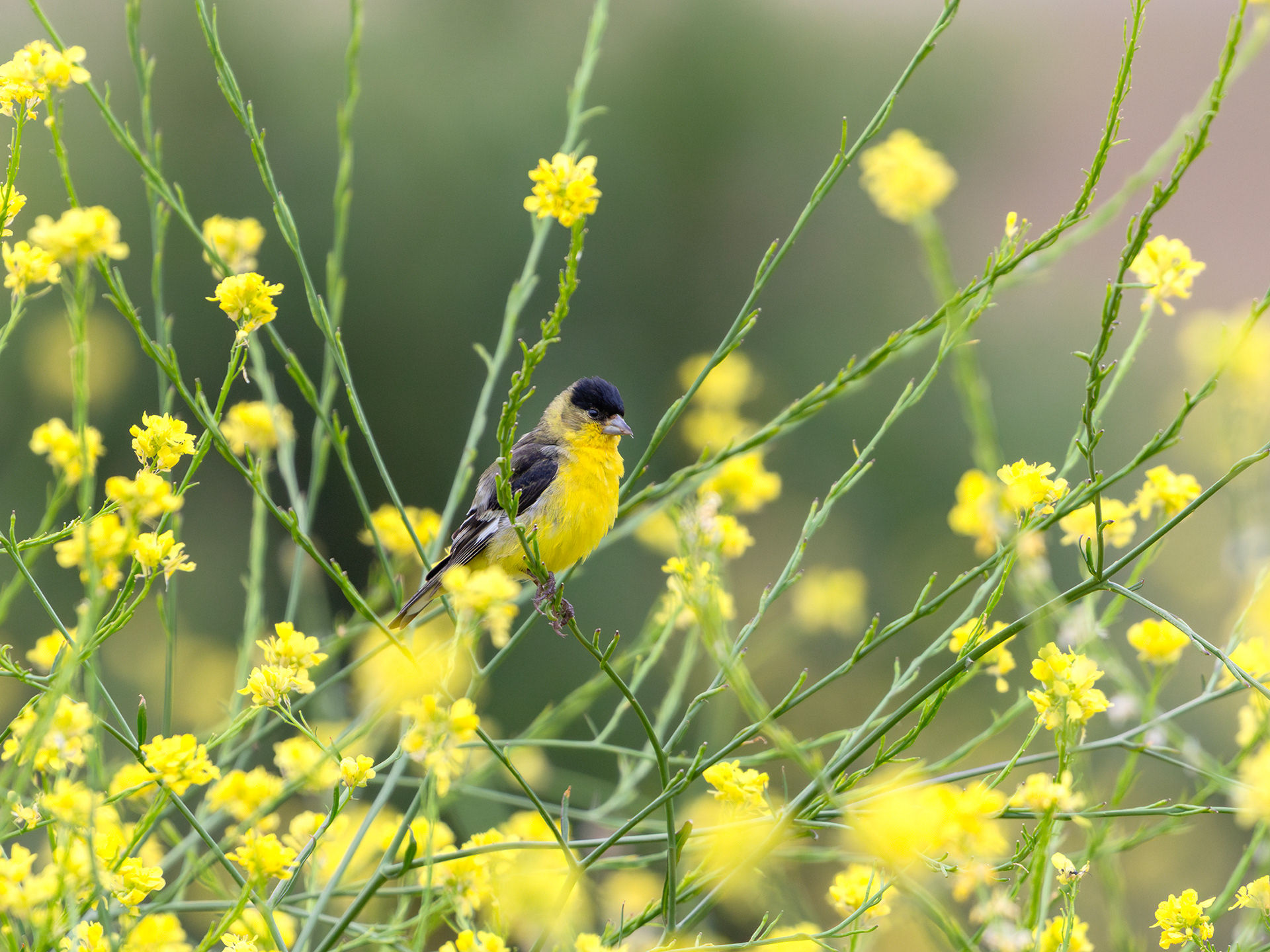 Lesser Goldfinch