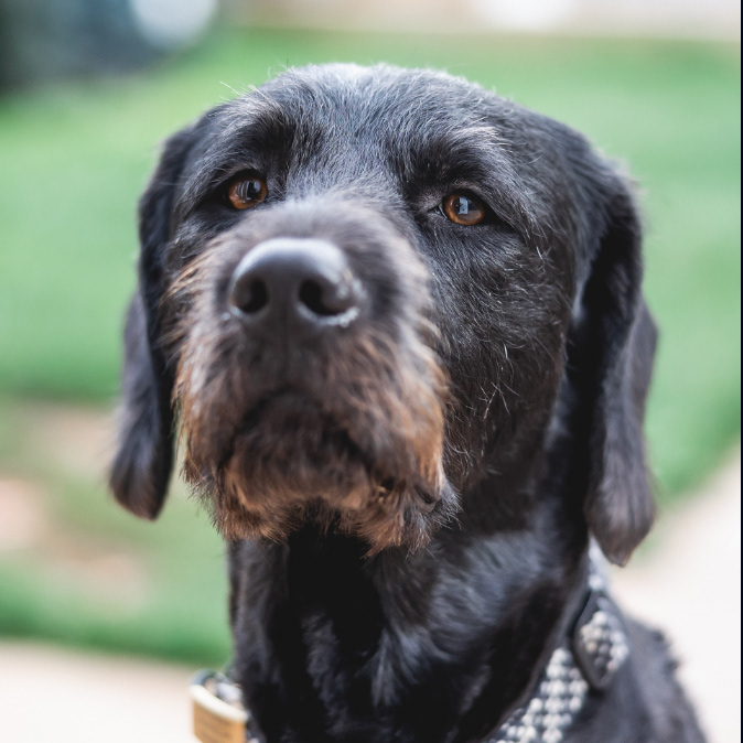 Archie // Welfare Officer // A 3 1/2 year old Labradoodle (3/4 lab), Amazon Delivery Driver Advanced Early Warning System, giver of cuddles and all round lover of anyone who gives him more than 3 seconds of attention. Once a completely nuts, hyperactive and loveable rogue he has now calmed down significantly but he is still hugely excited to meet new visitors to the offices (please advise if you have any allergies before visiting).