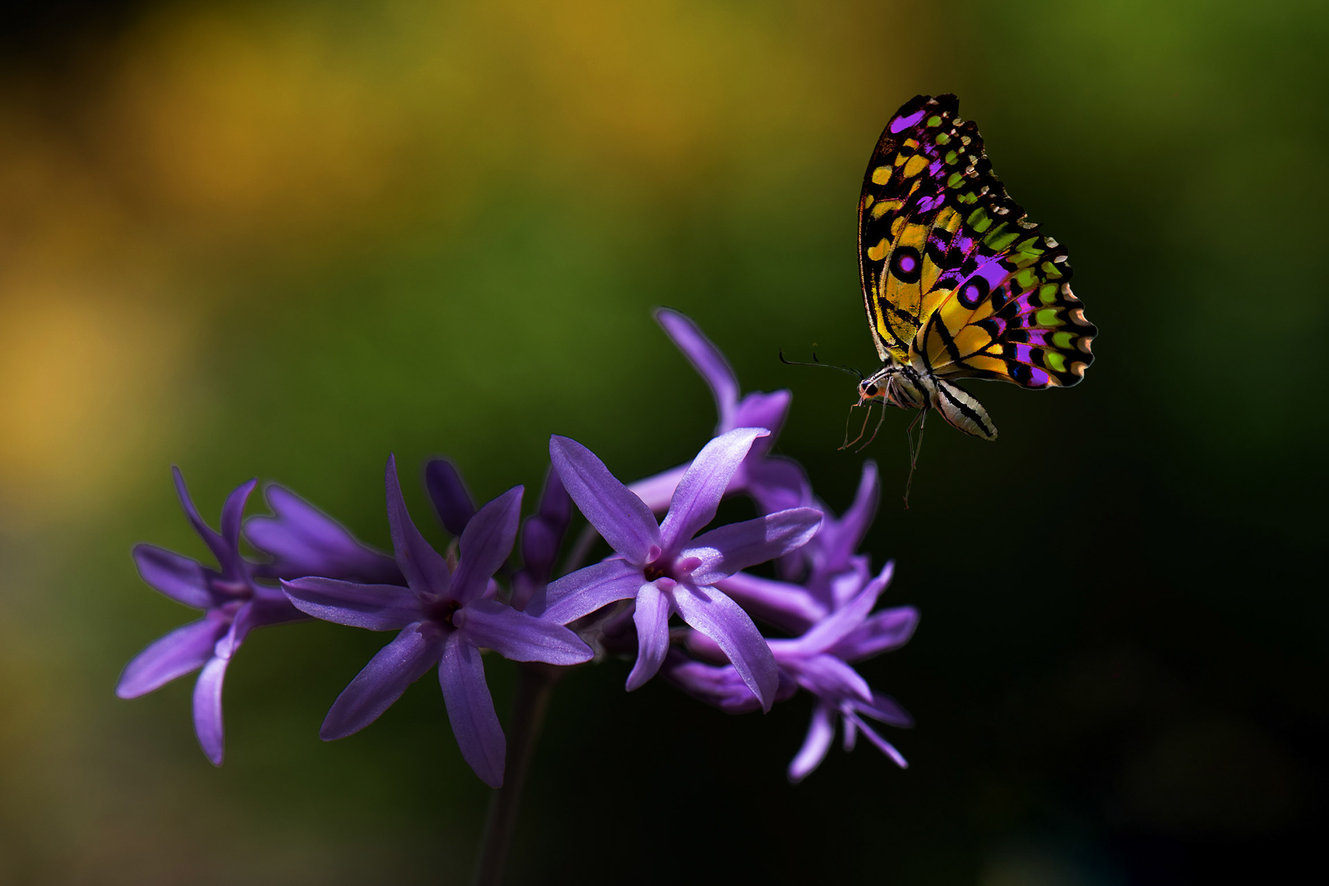 Attracted to its Color