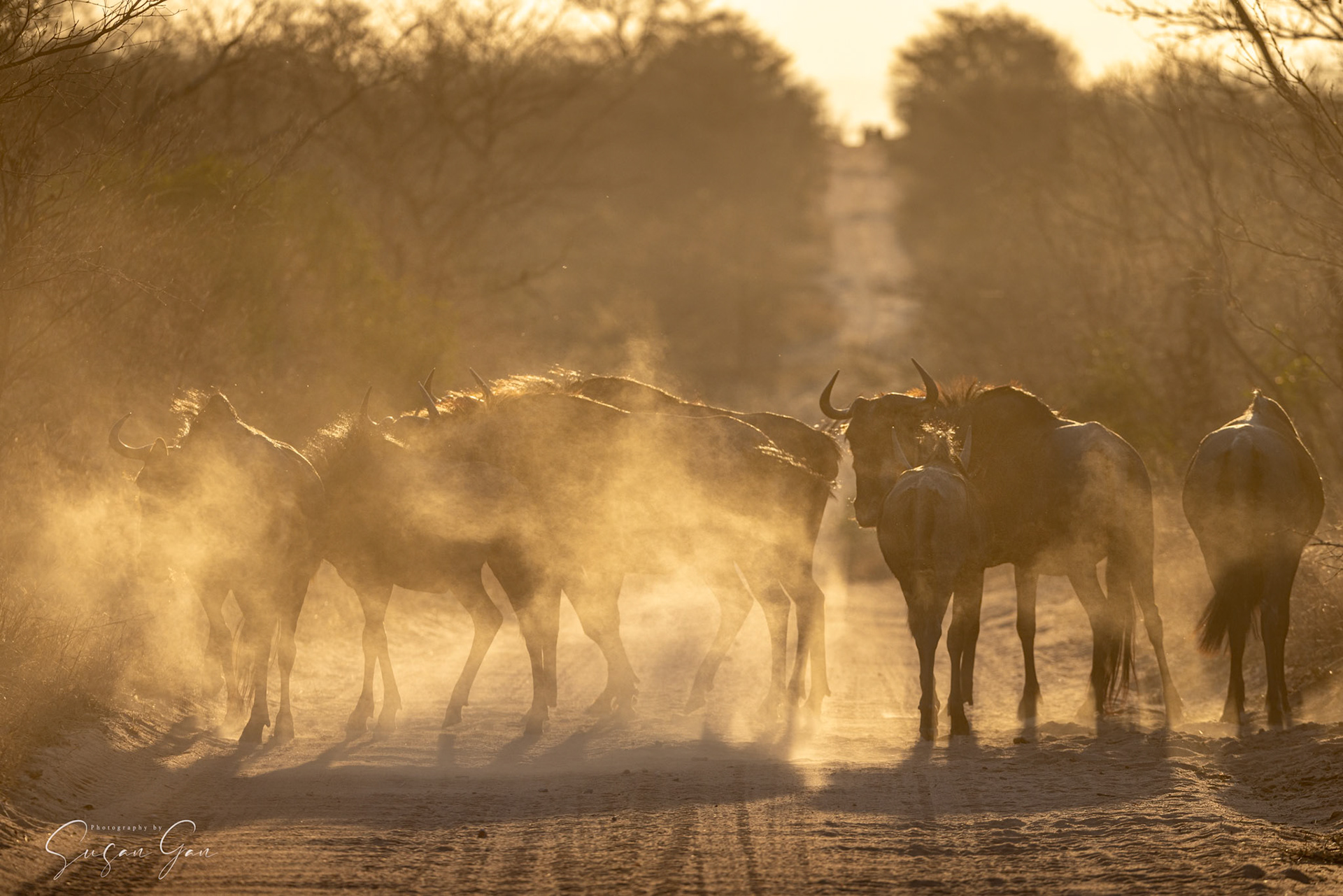 Wildebeest