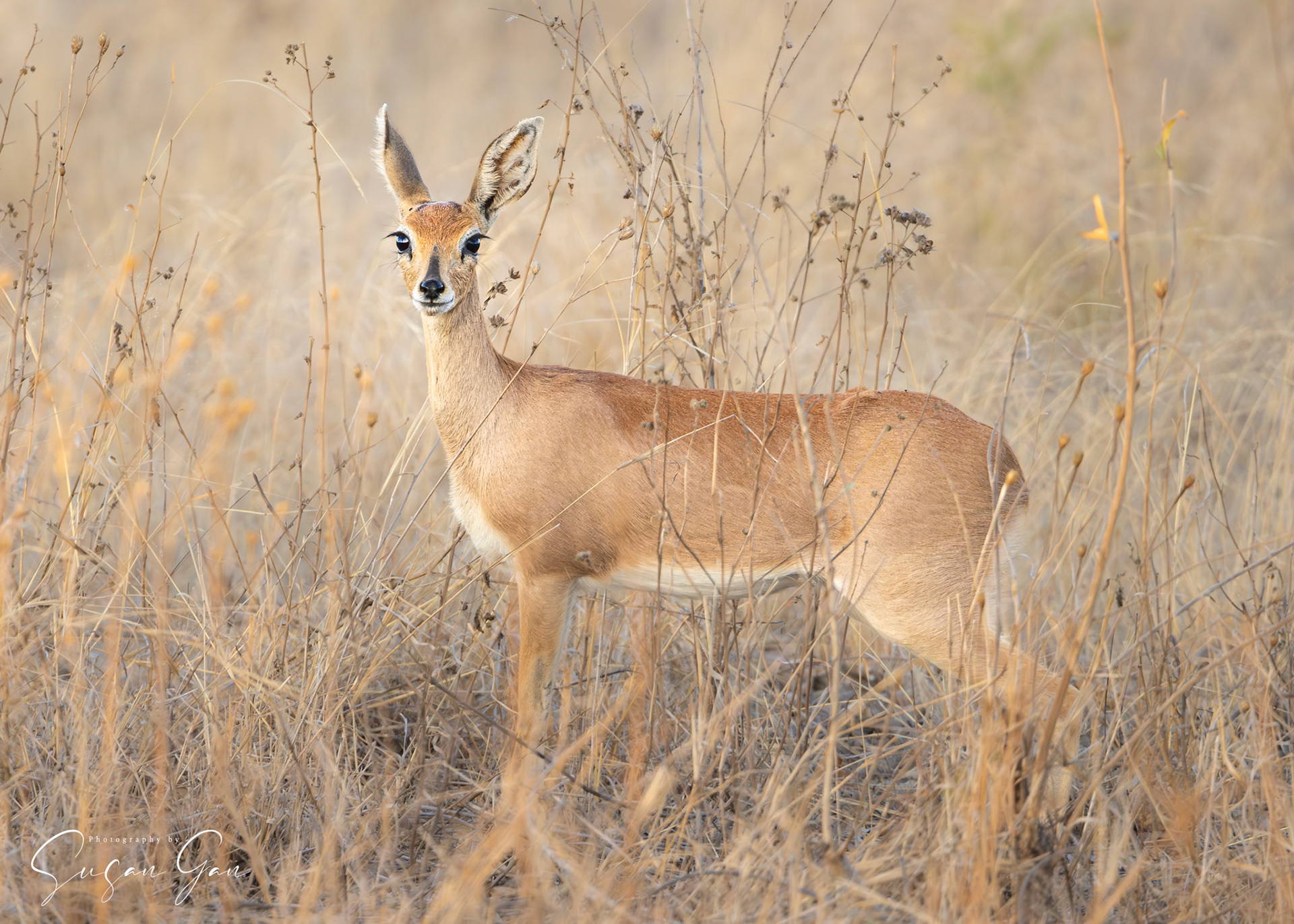 Nyala