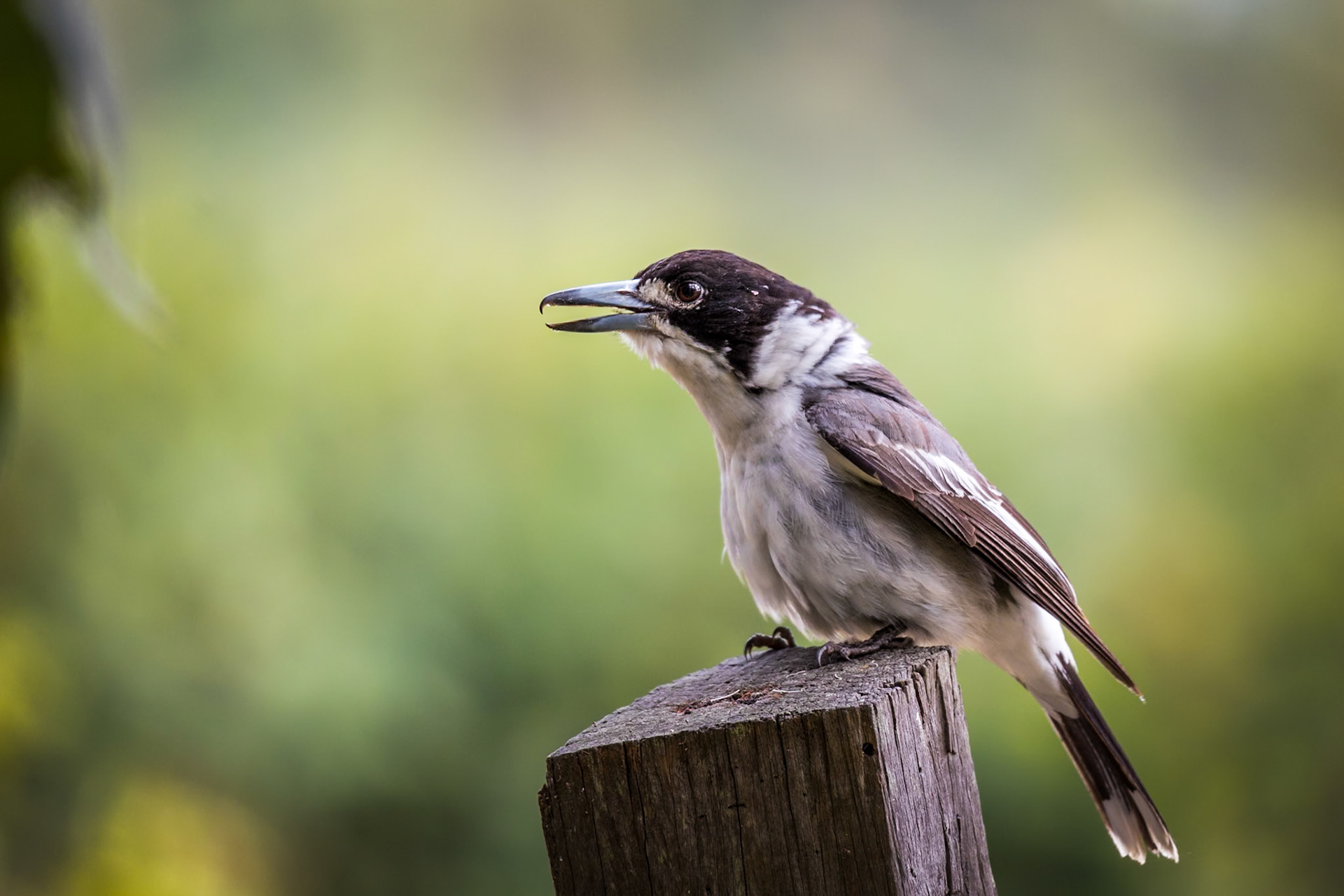 Butcher Bird