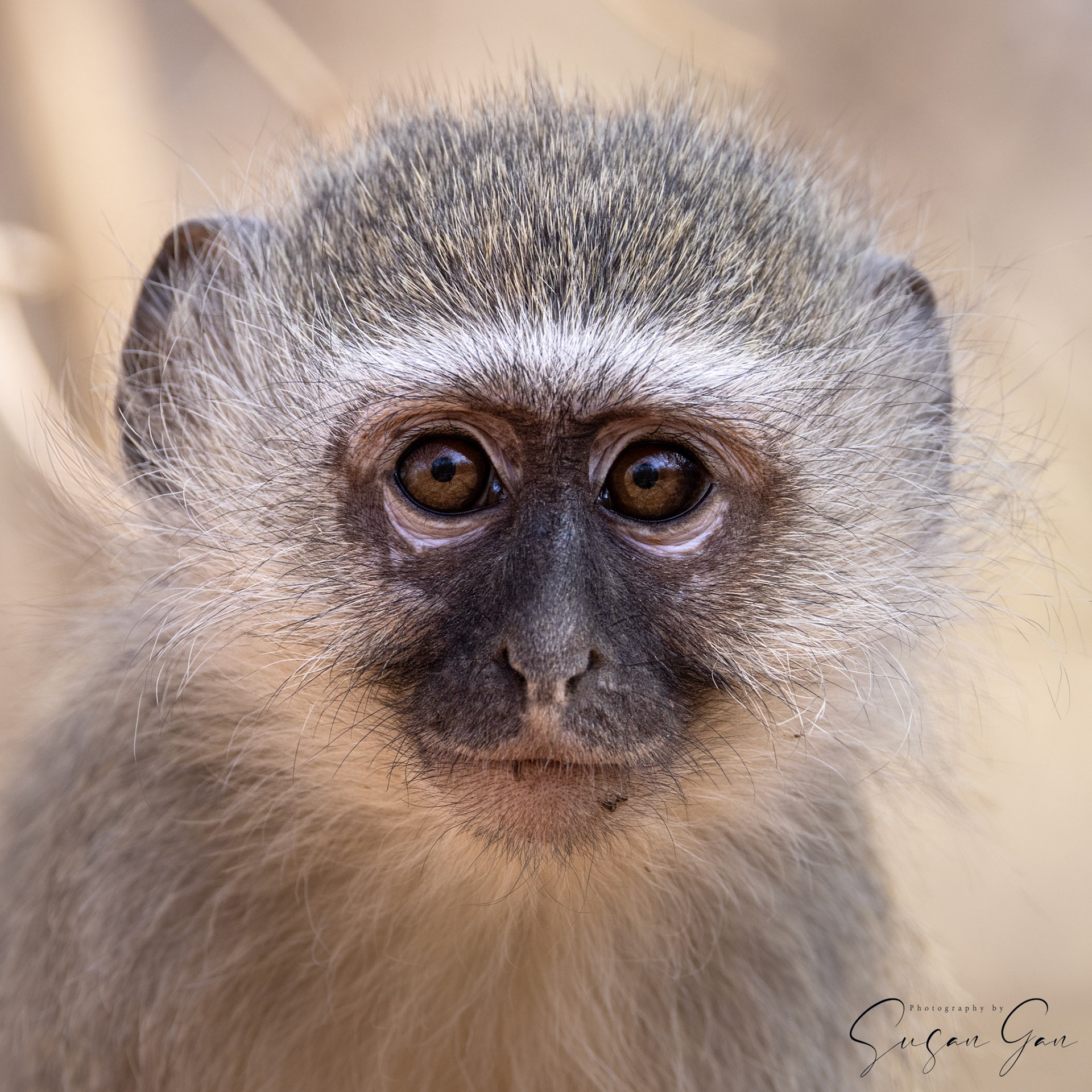 Vervet Monkey