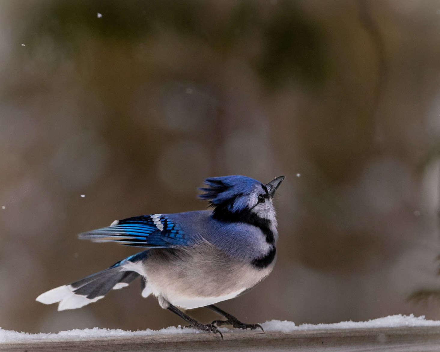 Blue Jay