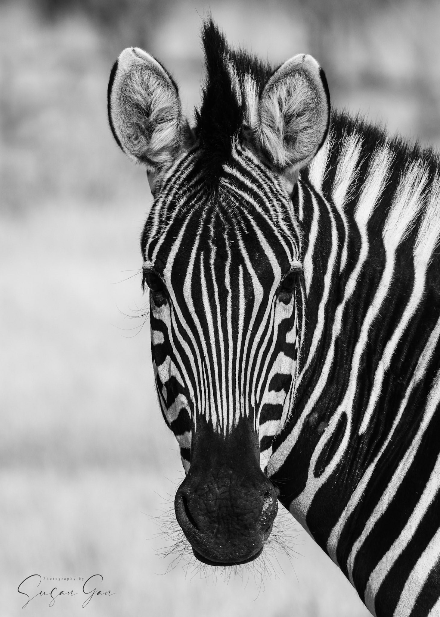 Zebra