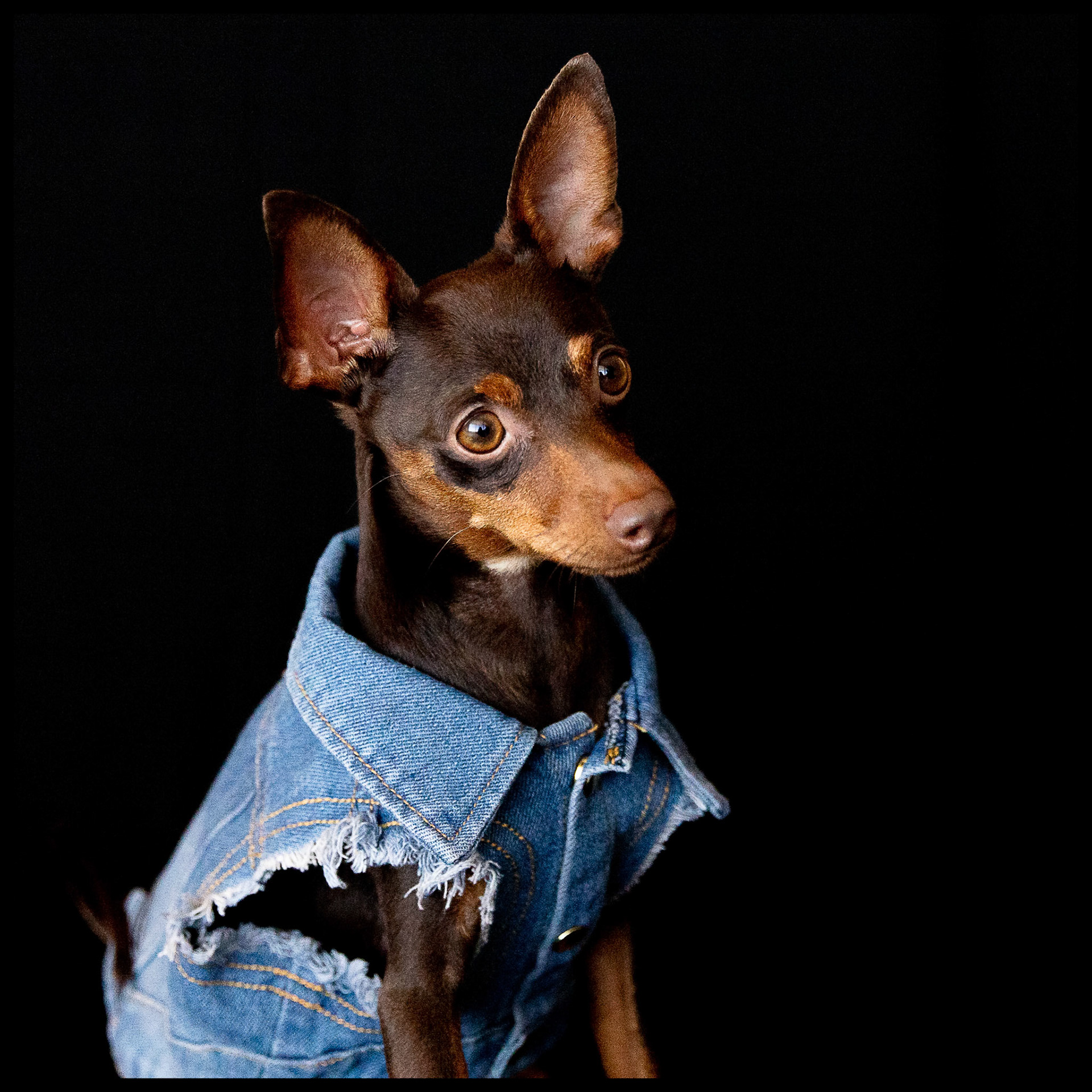 Milo rocking his denim jacket