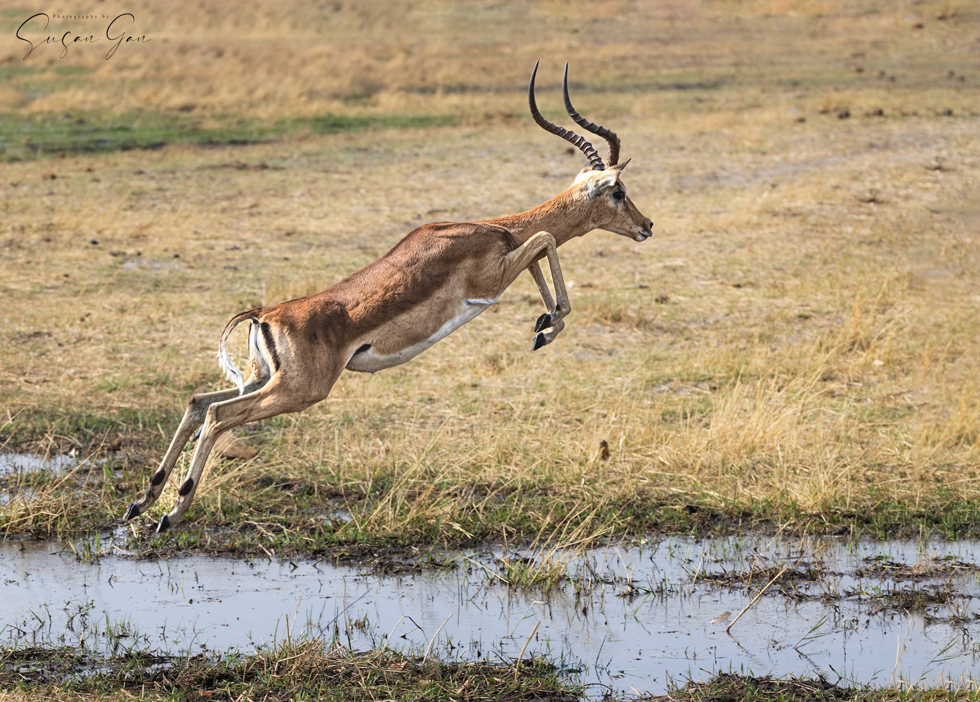 Impala