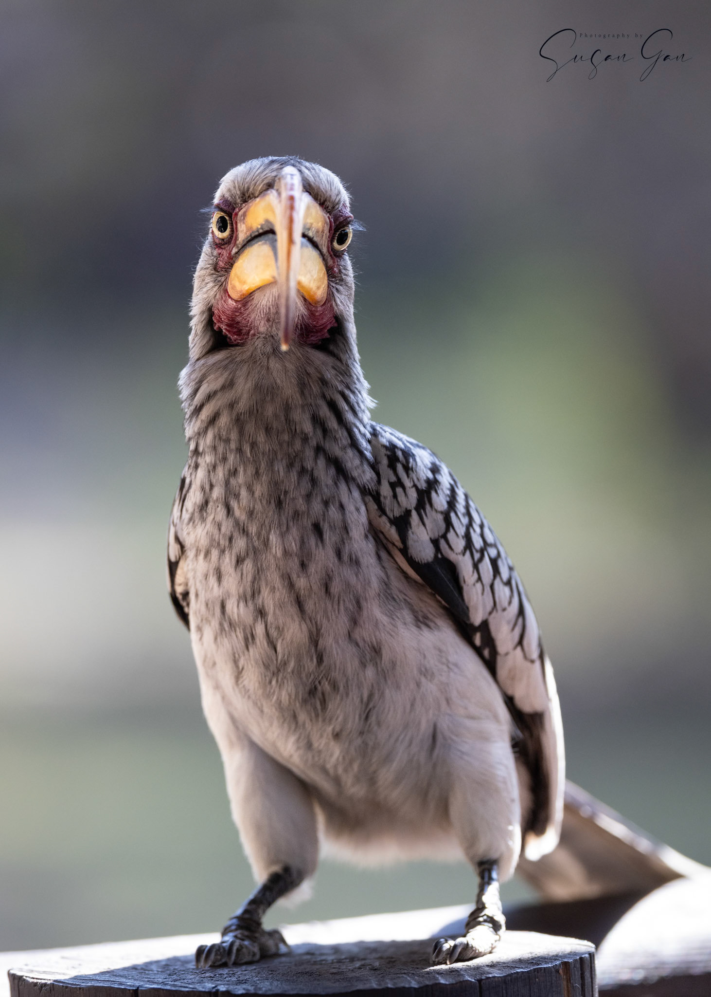 Yellow Hornbill