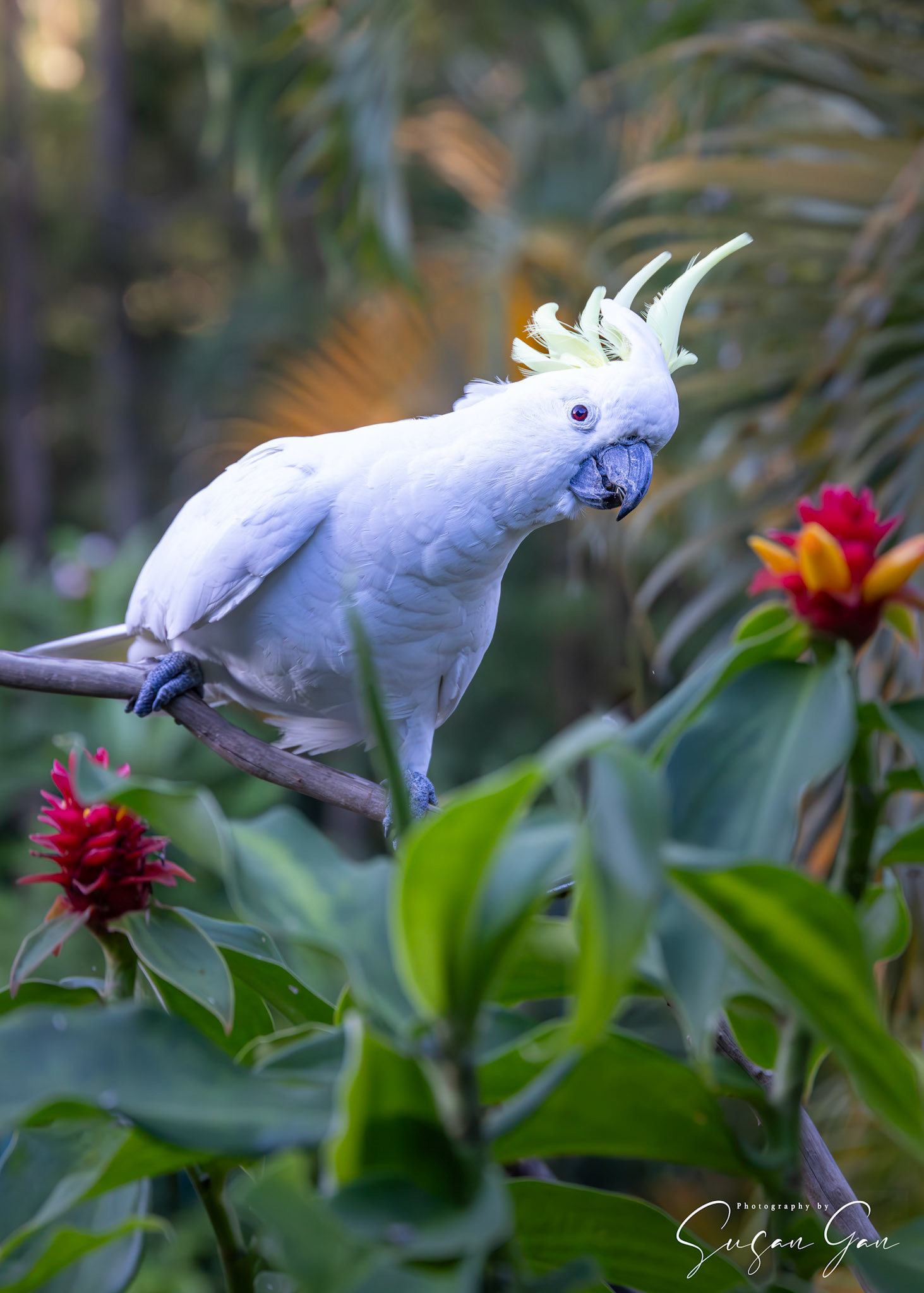 Sulphur Crested Cockatoo