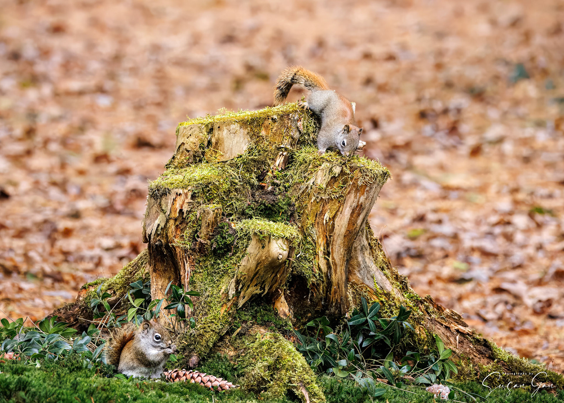 Red Squirrels