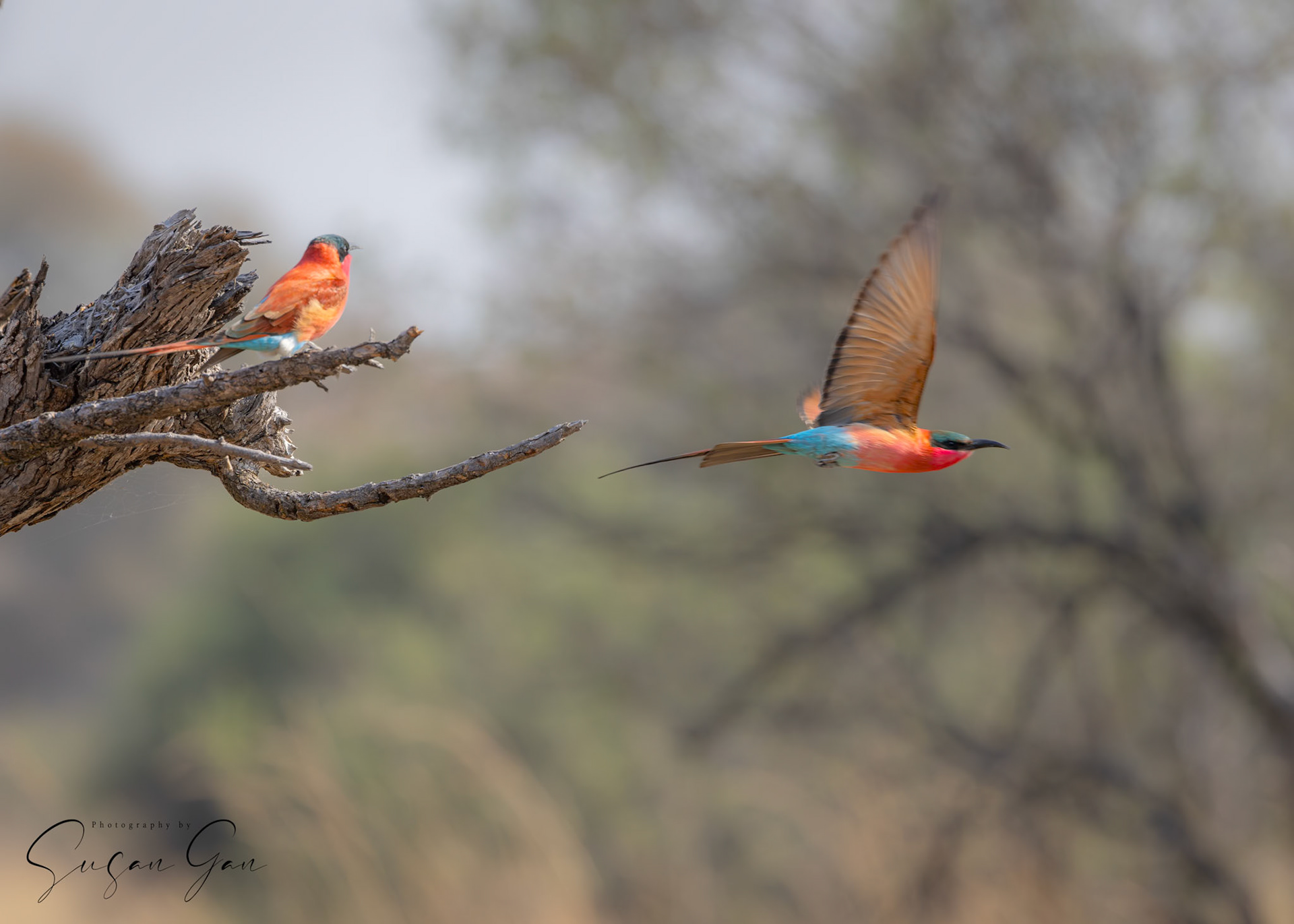 Carmine Bee-Eater