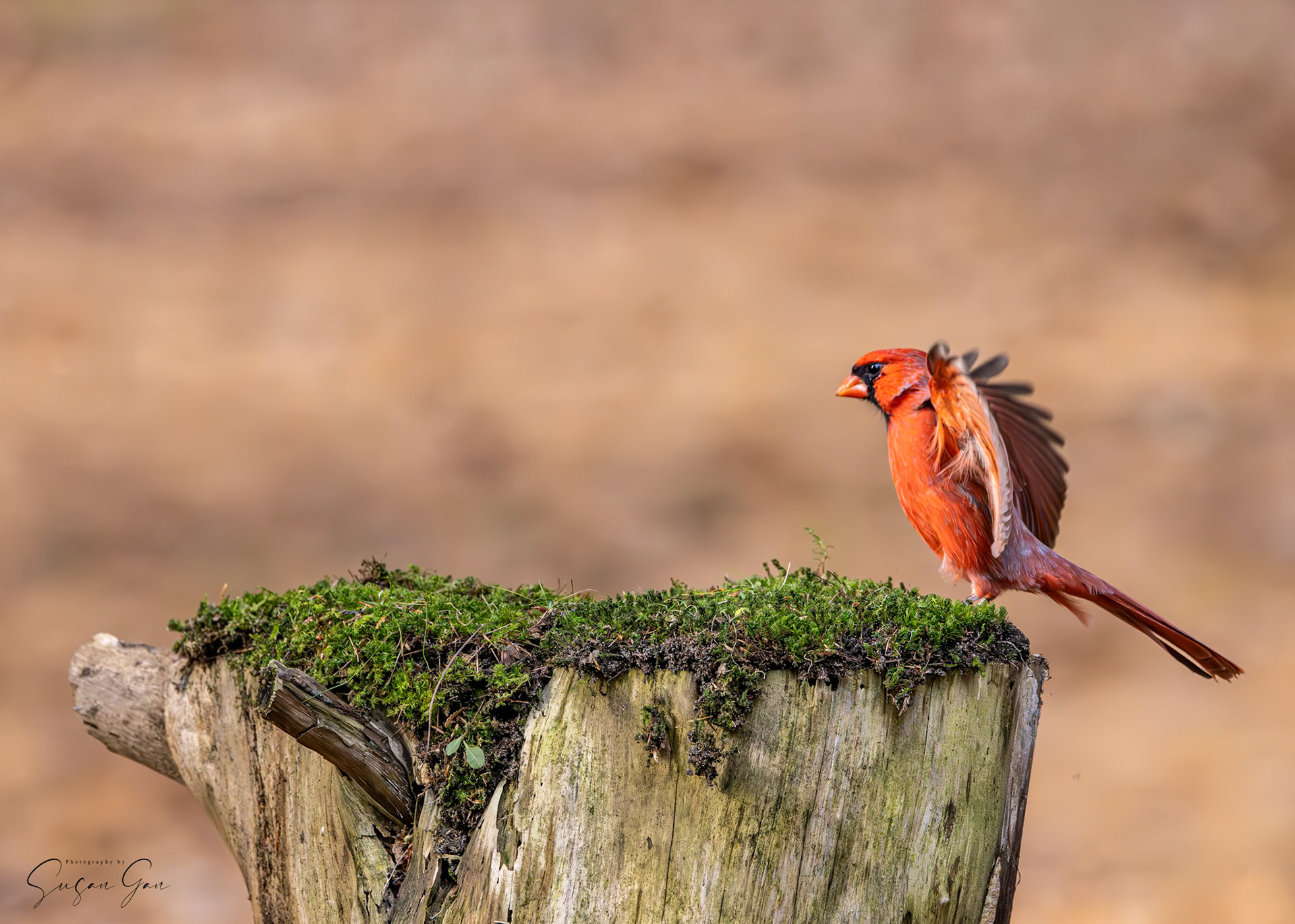 Northern Cardinal