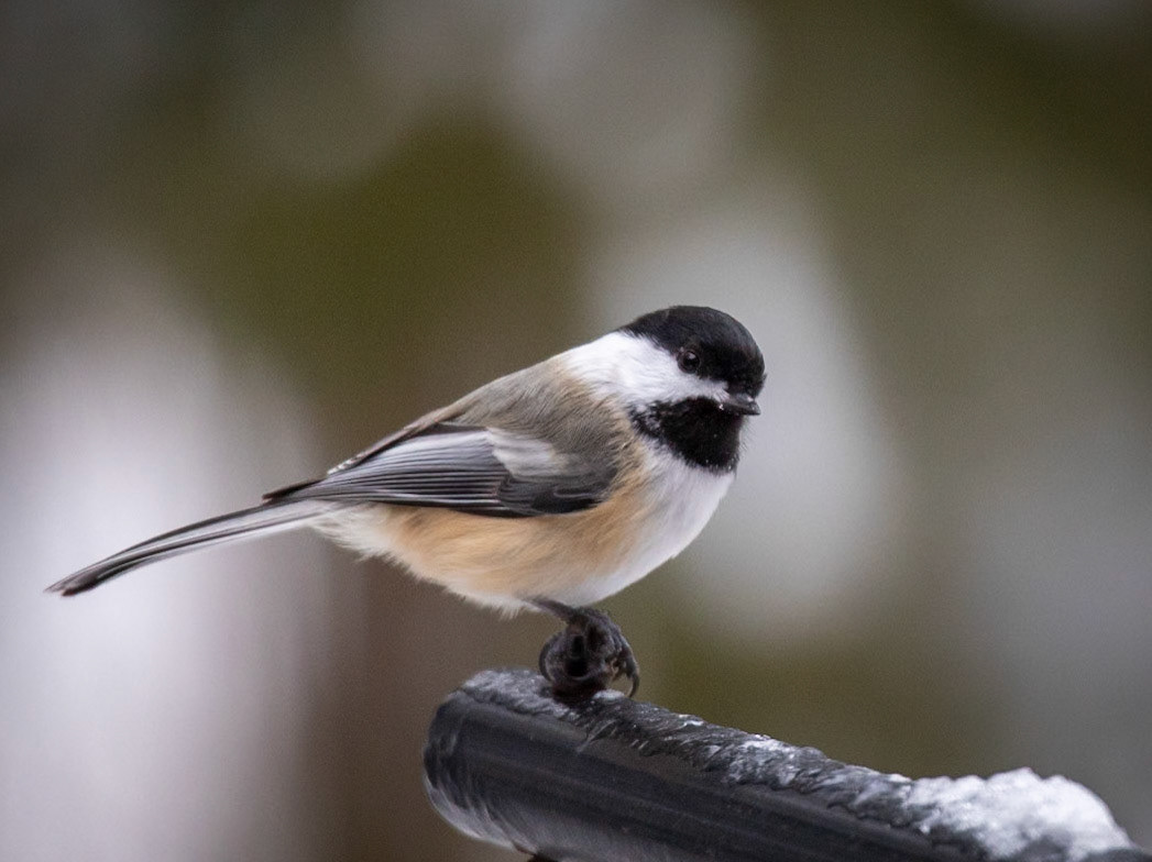 Black Capped Chickadee