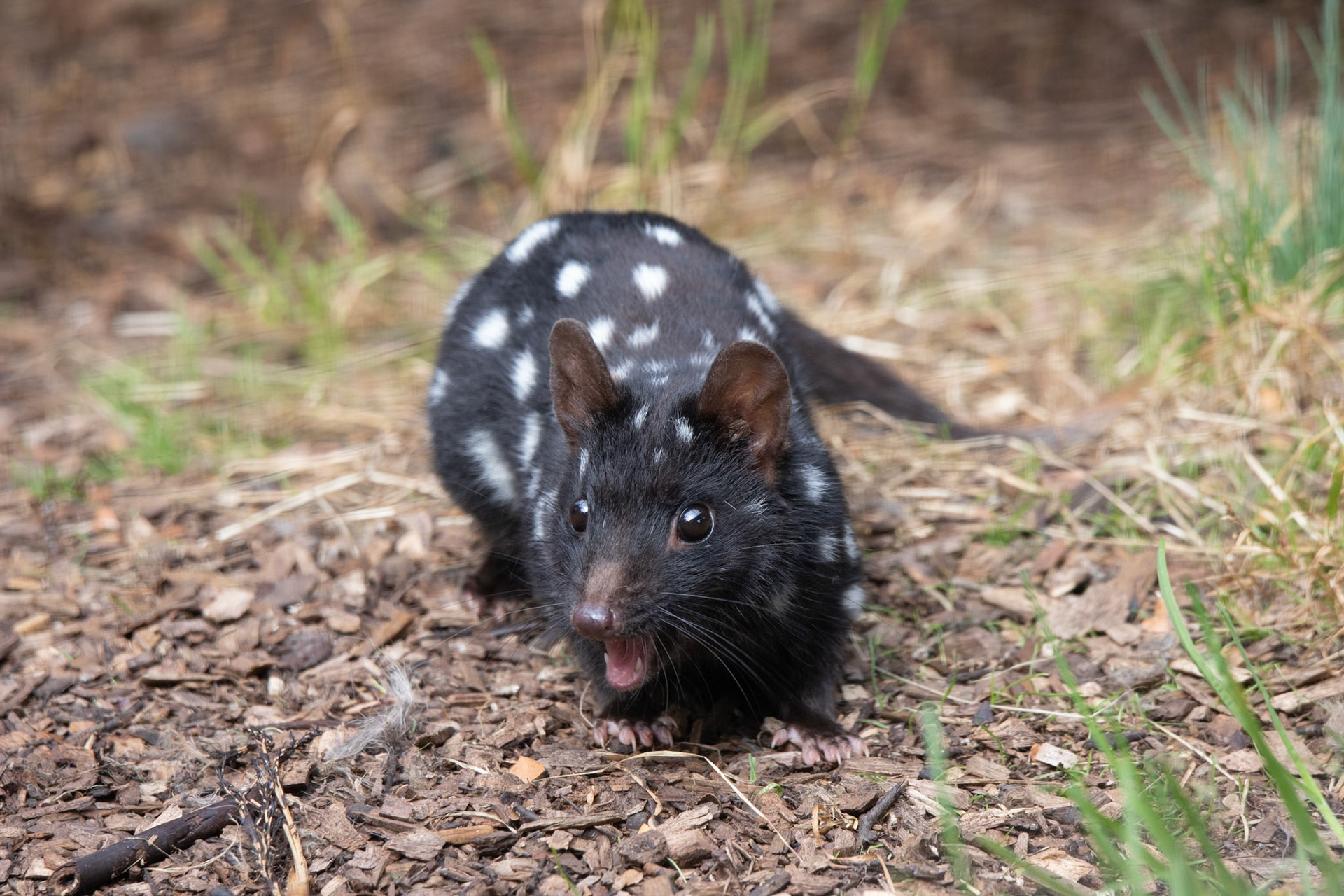 Spotted Quoll