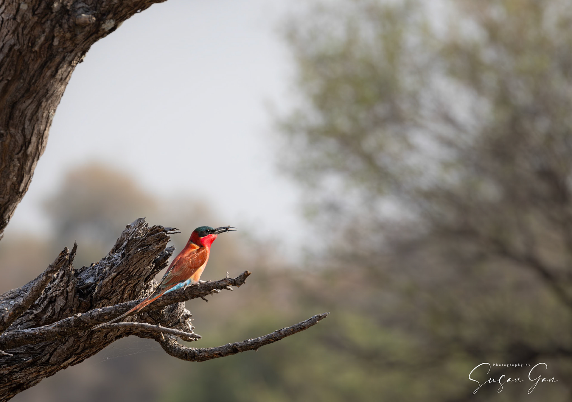 Carmine Bee-Eater