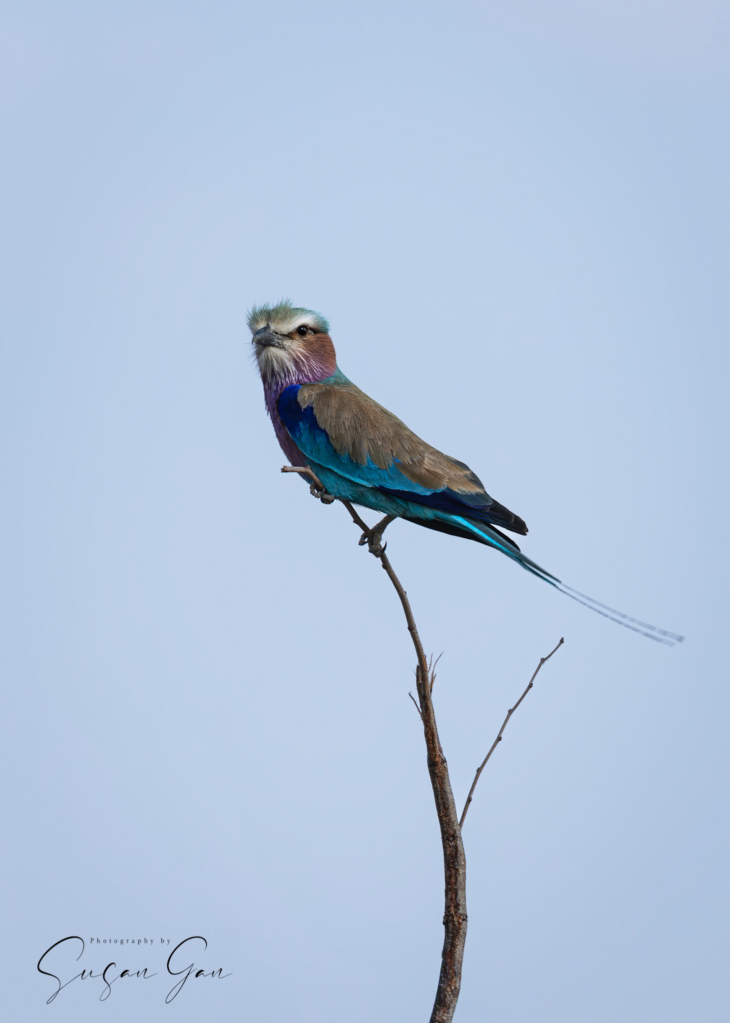 Lilac Breasted Roller
