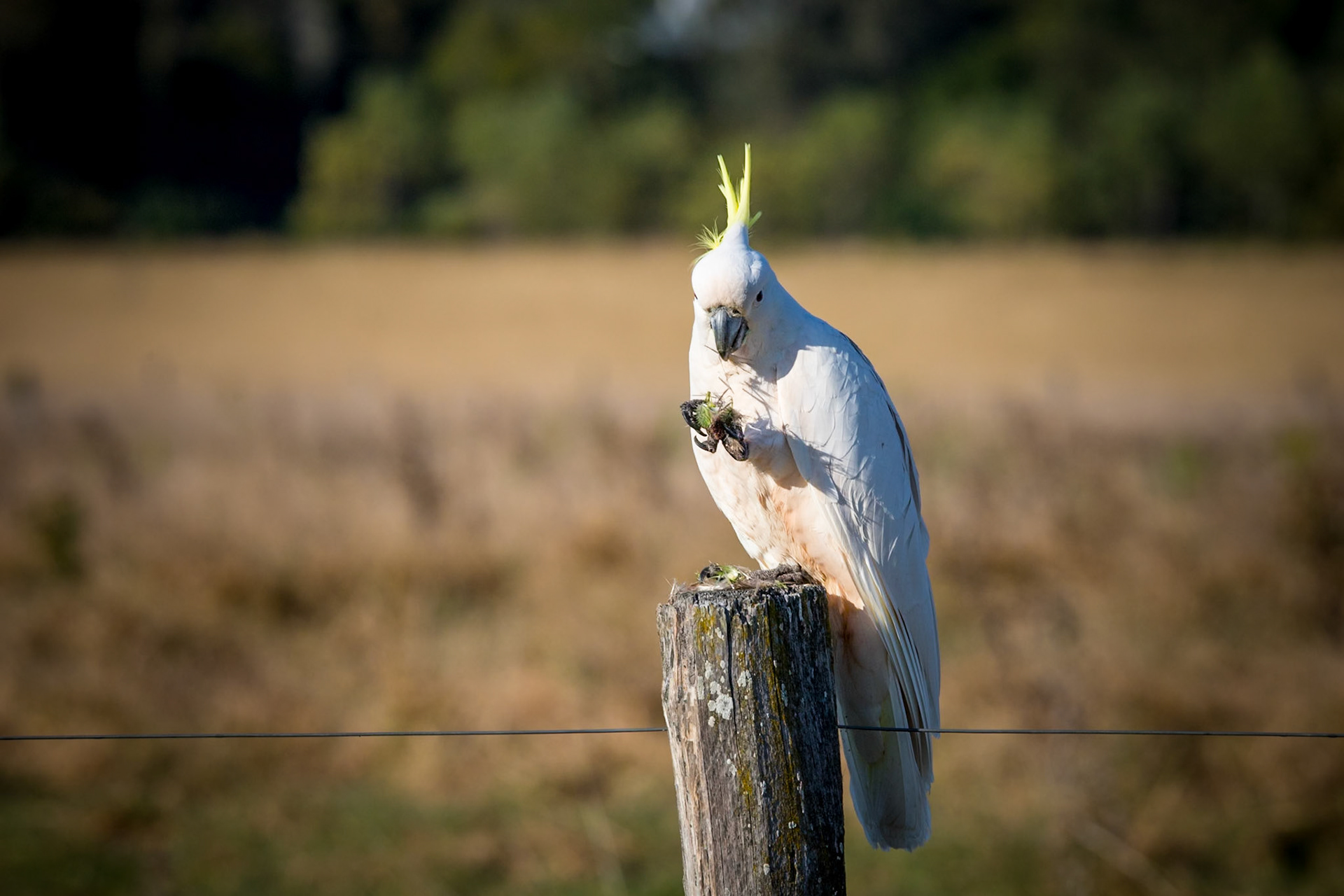 Sulphur Crested Cockatoo
