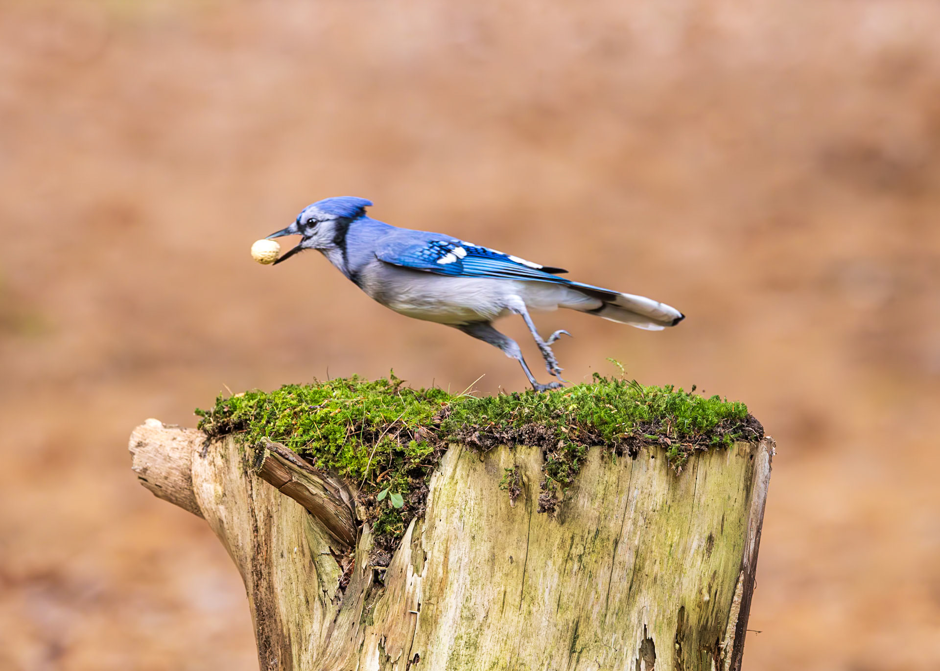 Blue Jay
