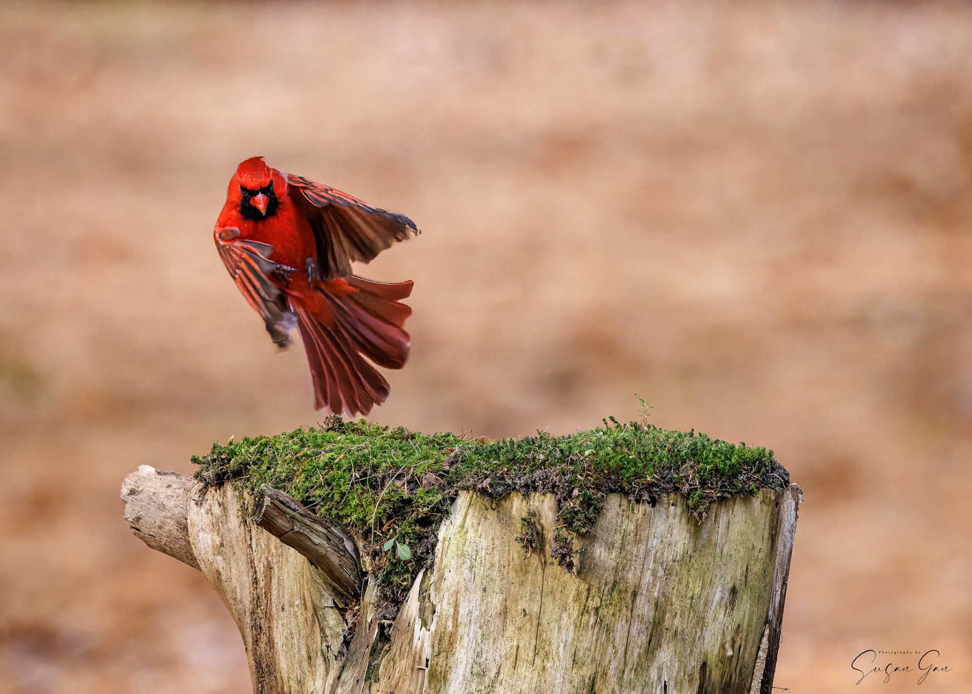 Northern Cardinal