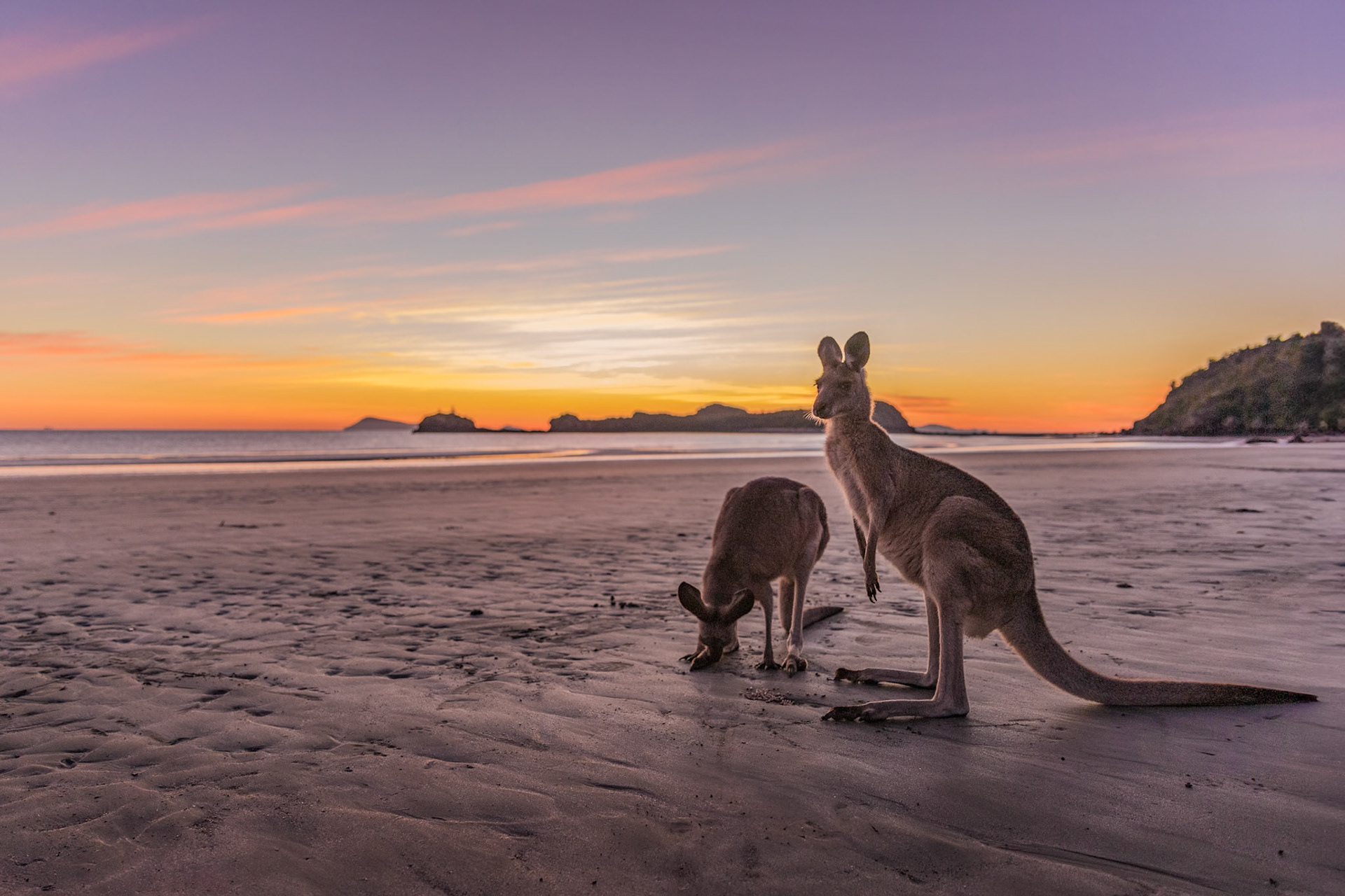Kangaroos on beach at Cape Hillsborough