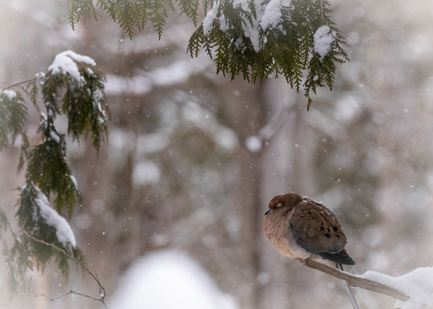 Mourning Dove