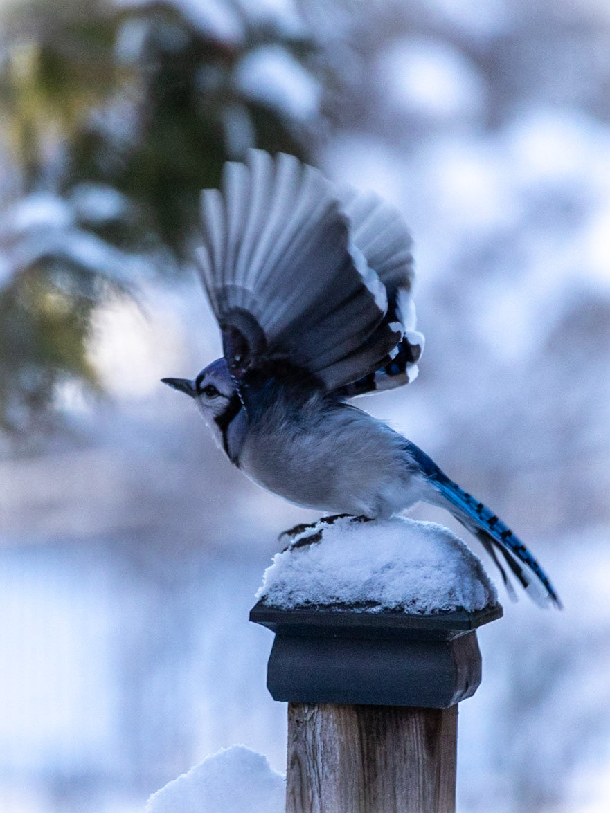 Blue Jay