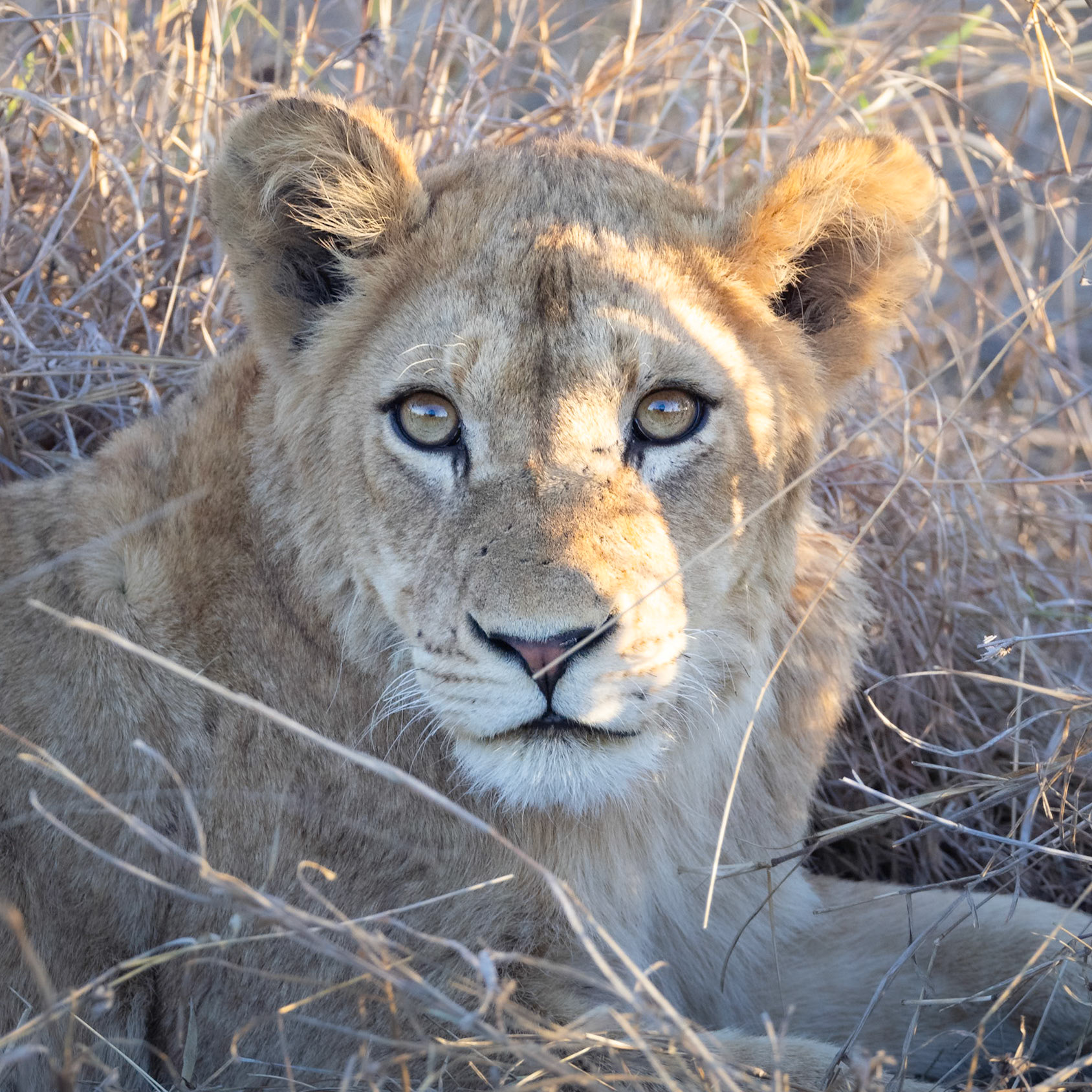 Female Lion