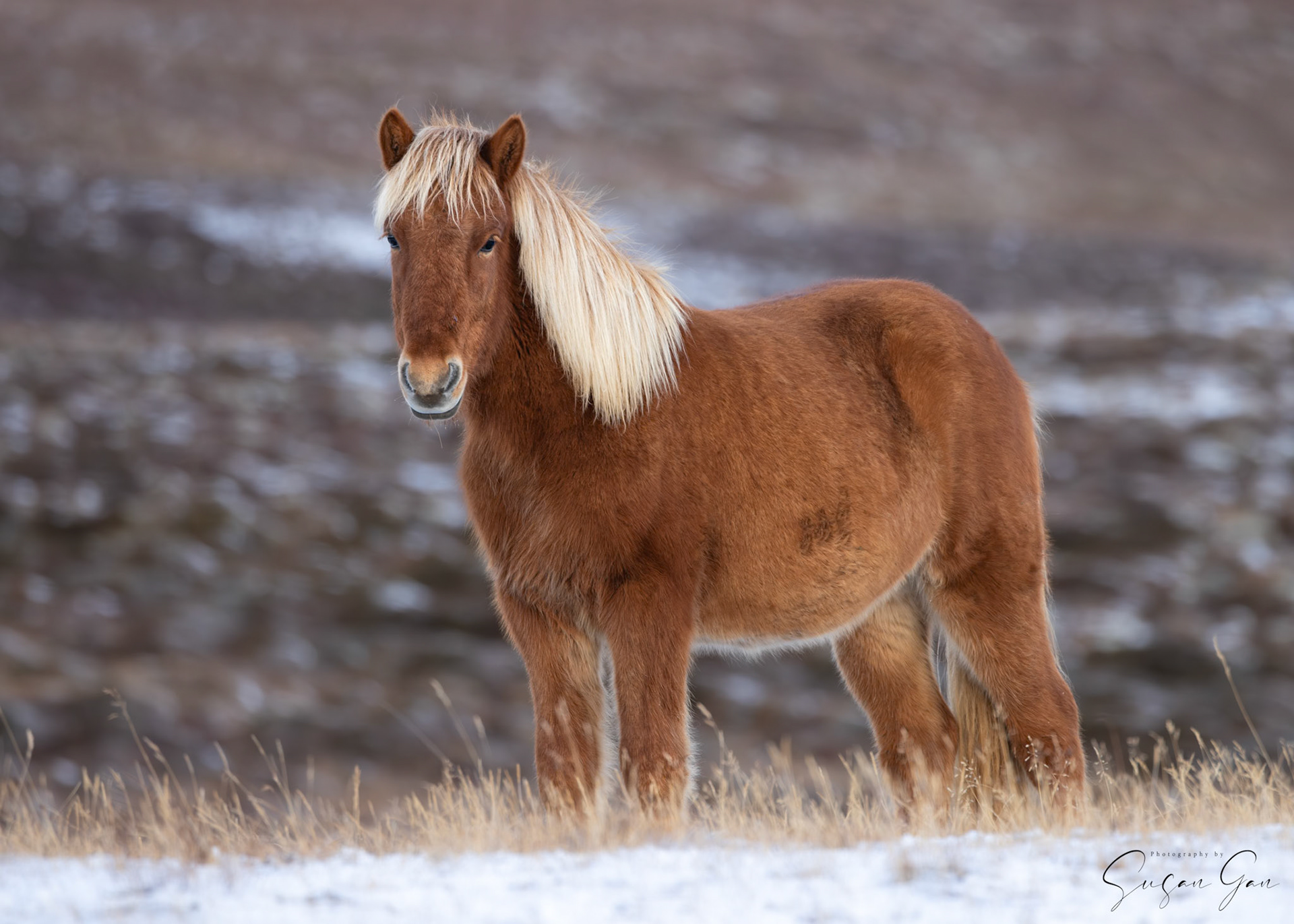 Icelandic Pony