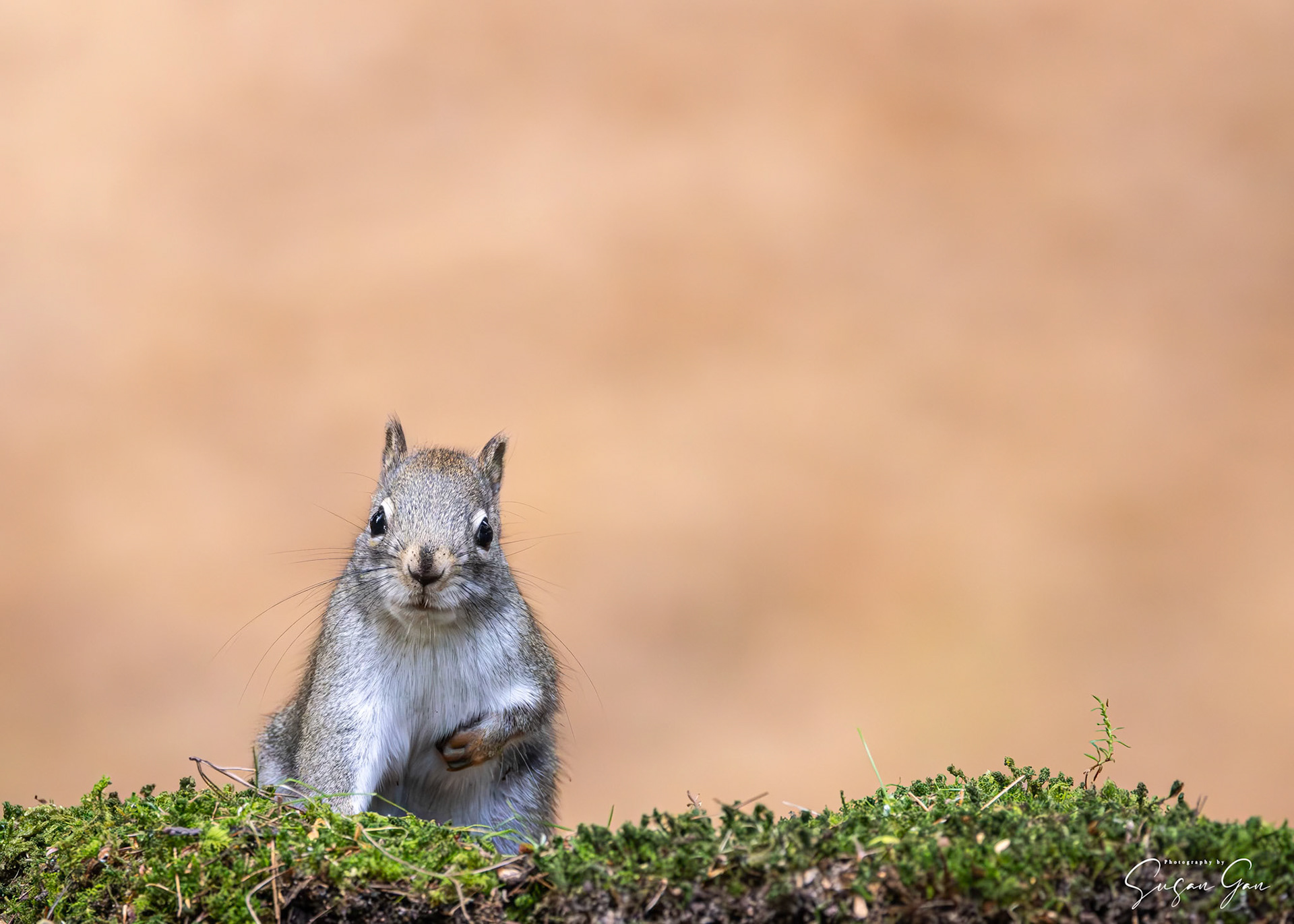 Red Squirrel