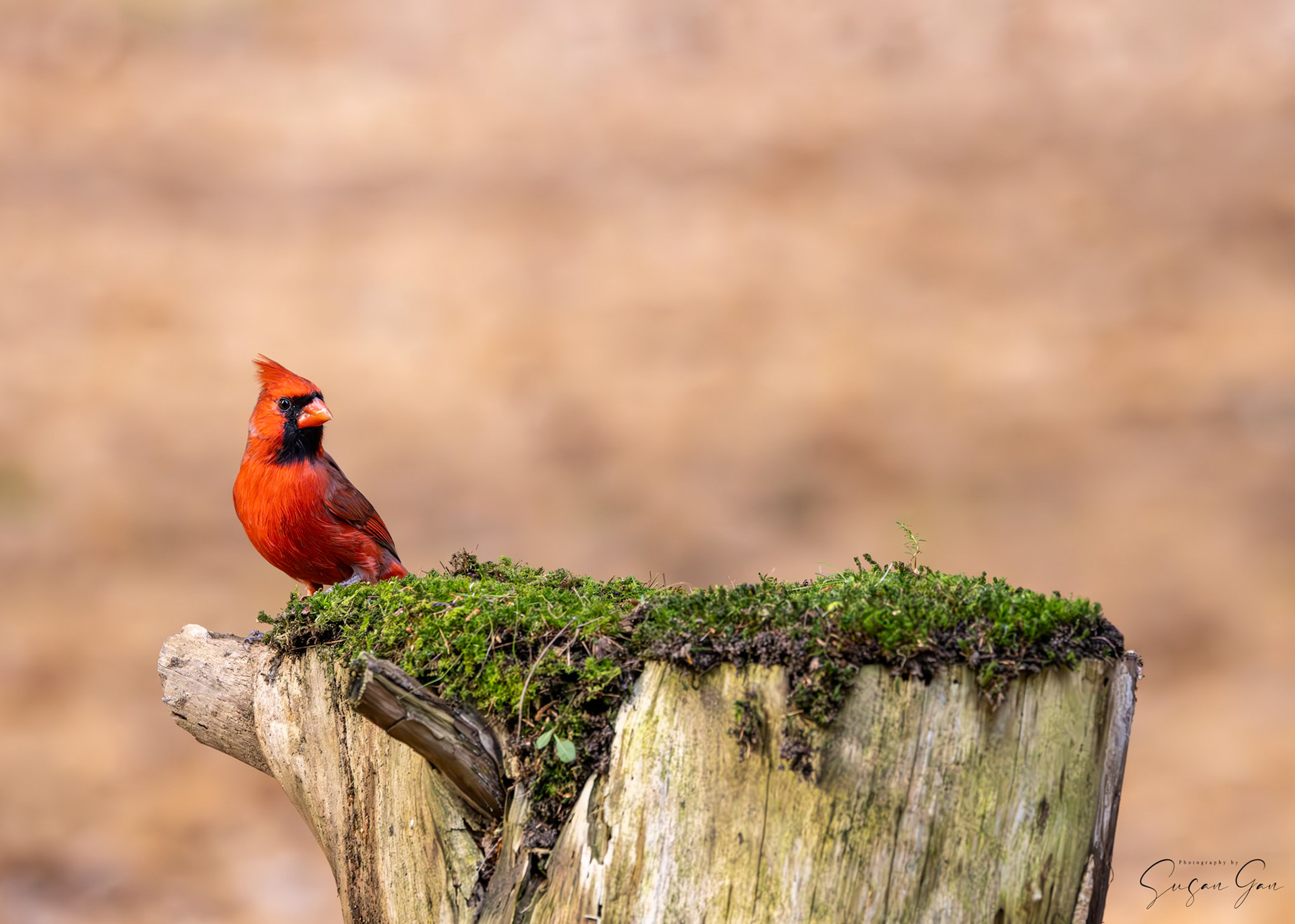 Northern Cardinal
