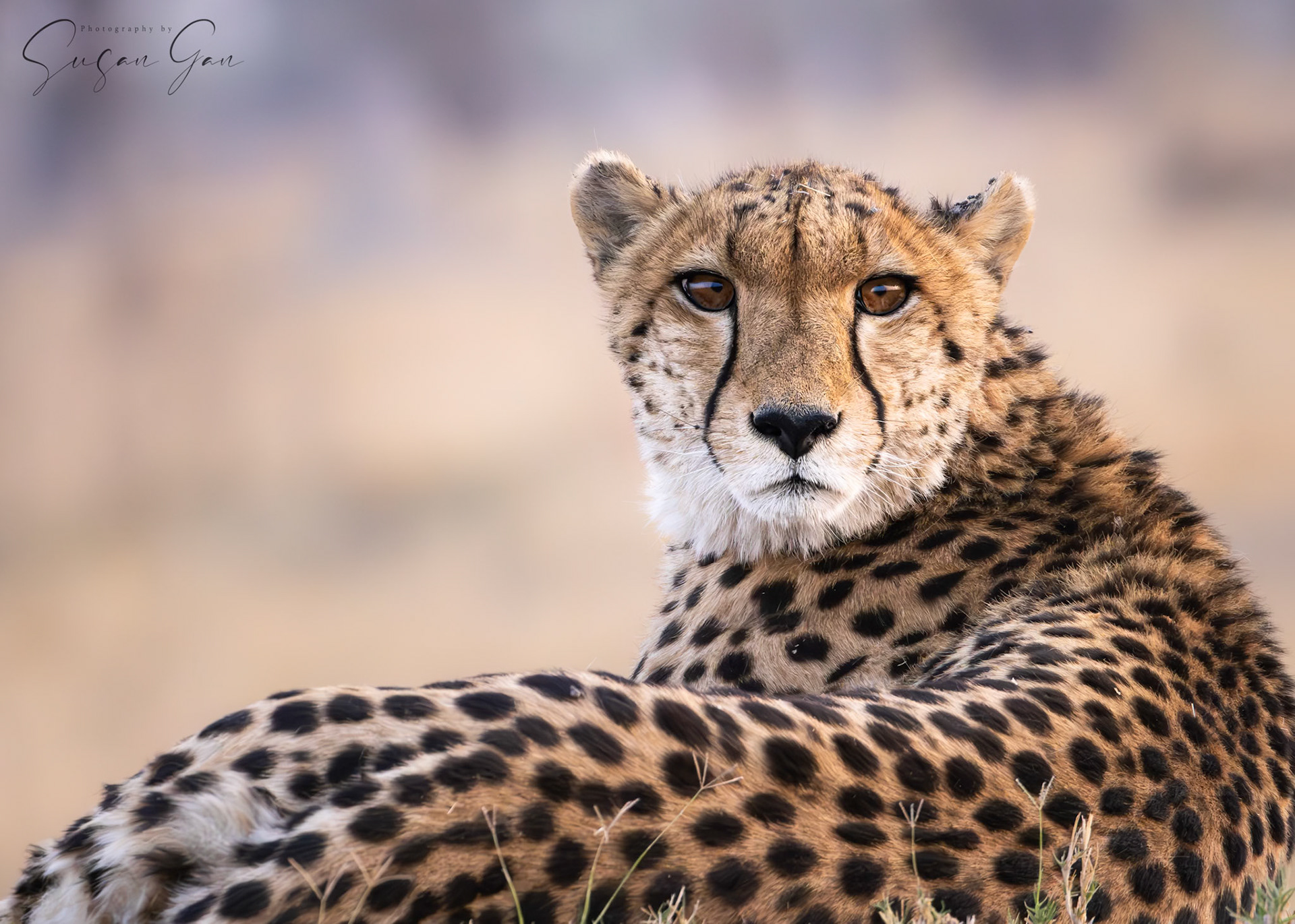 Mother Cheetah