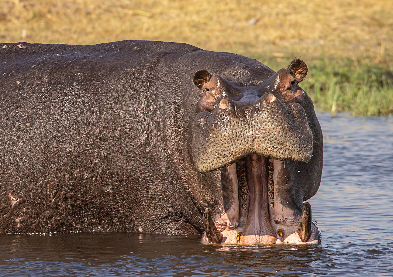 Hippo